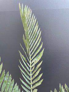 Encephalartos middelburgensis 'loskop'