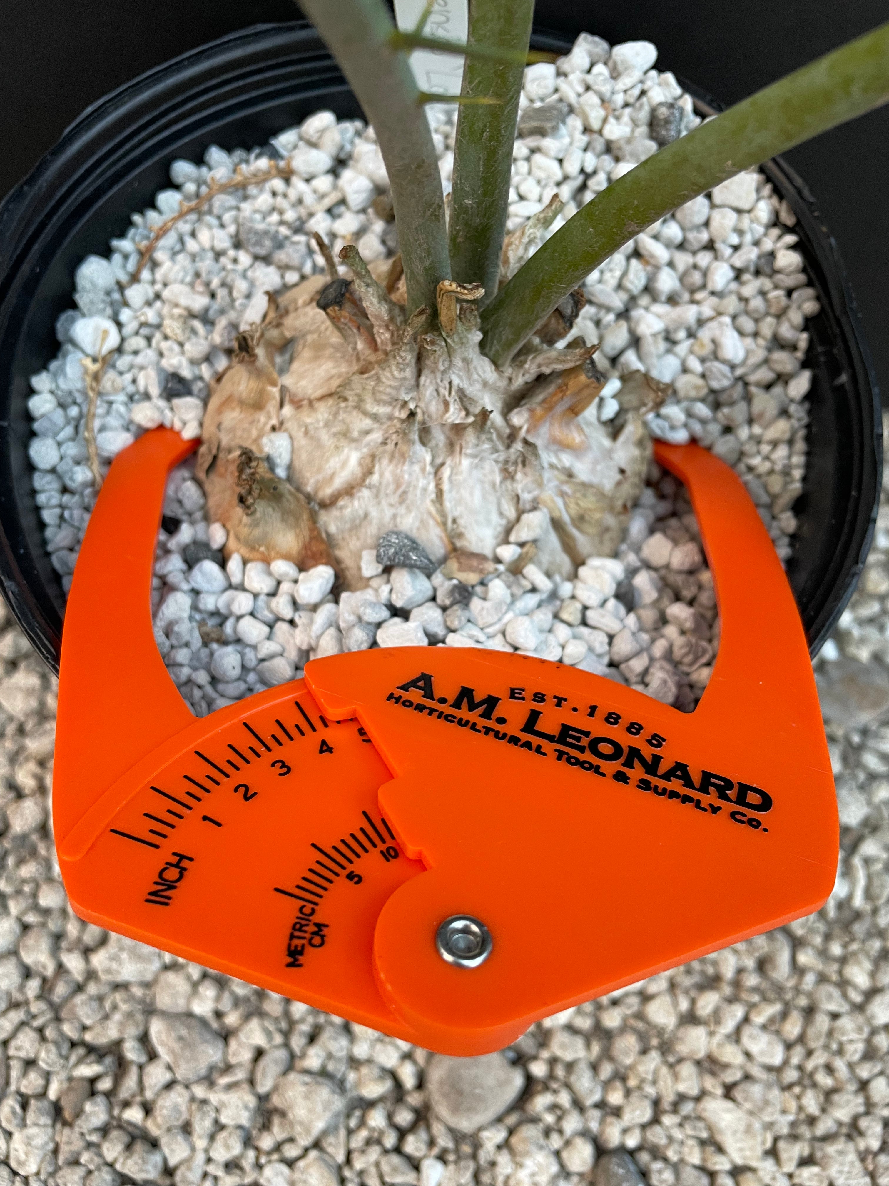Encephalartos middelburgensis 'loskop'