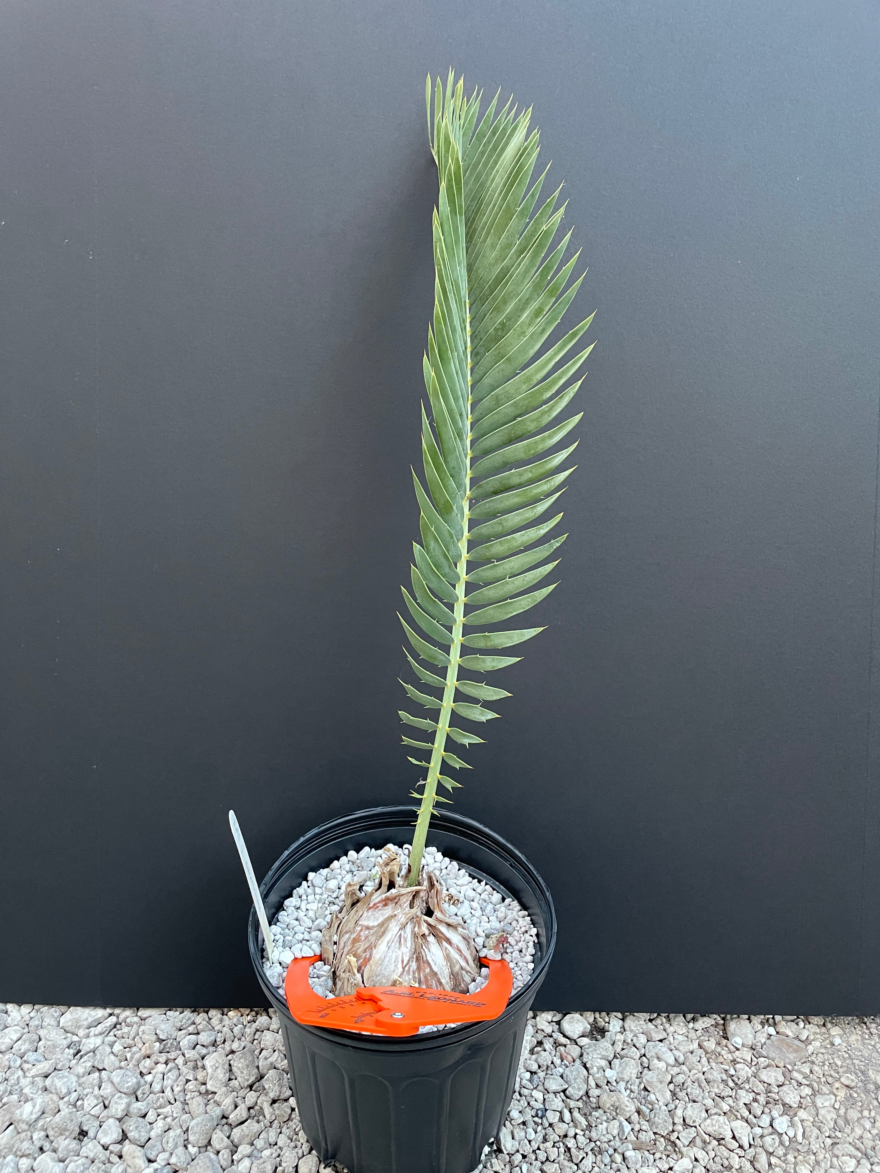 Encephalartos nubimontanus 'dolomitica'