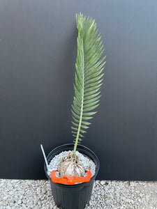 Encephalartos nubimontanus 'dolomitica'