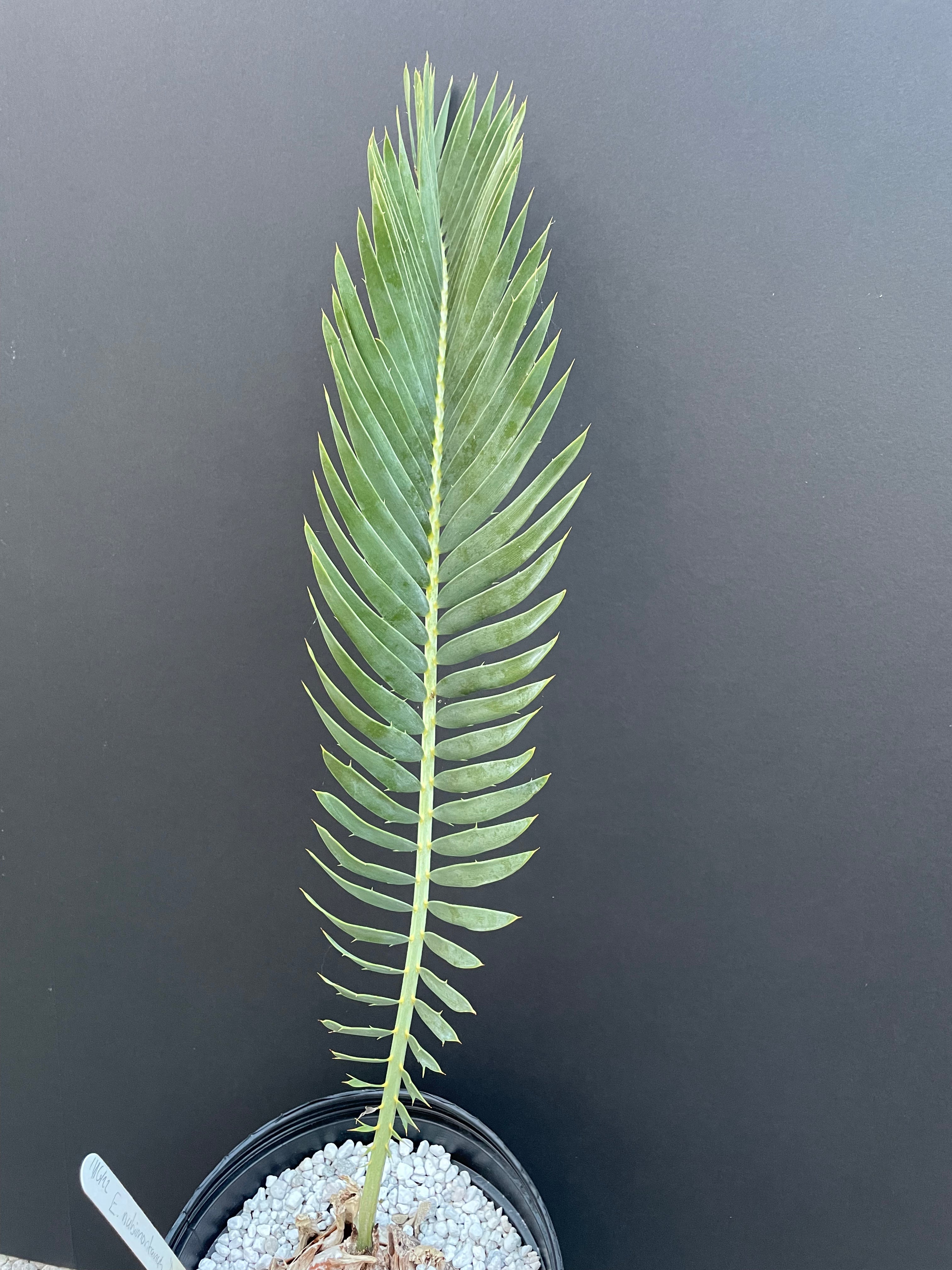 Encephalartos nubimontanus 'dolomitica'