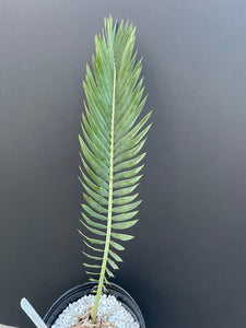 Encephalartos nubimontanus 'dolomitica'