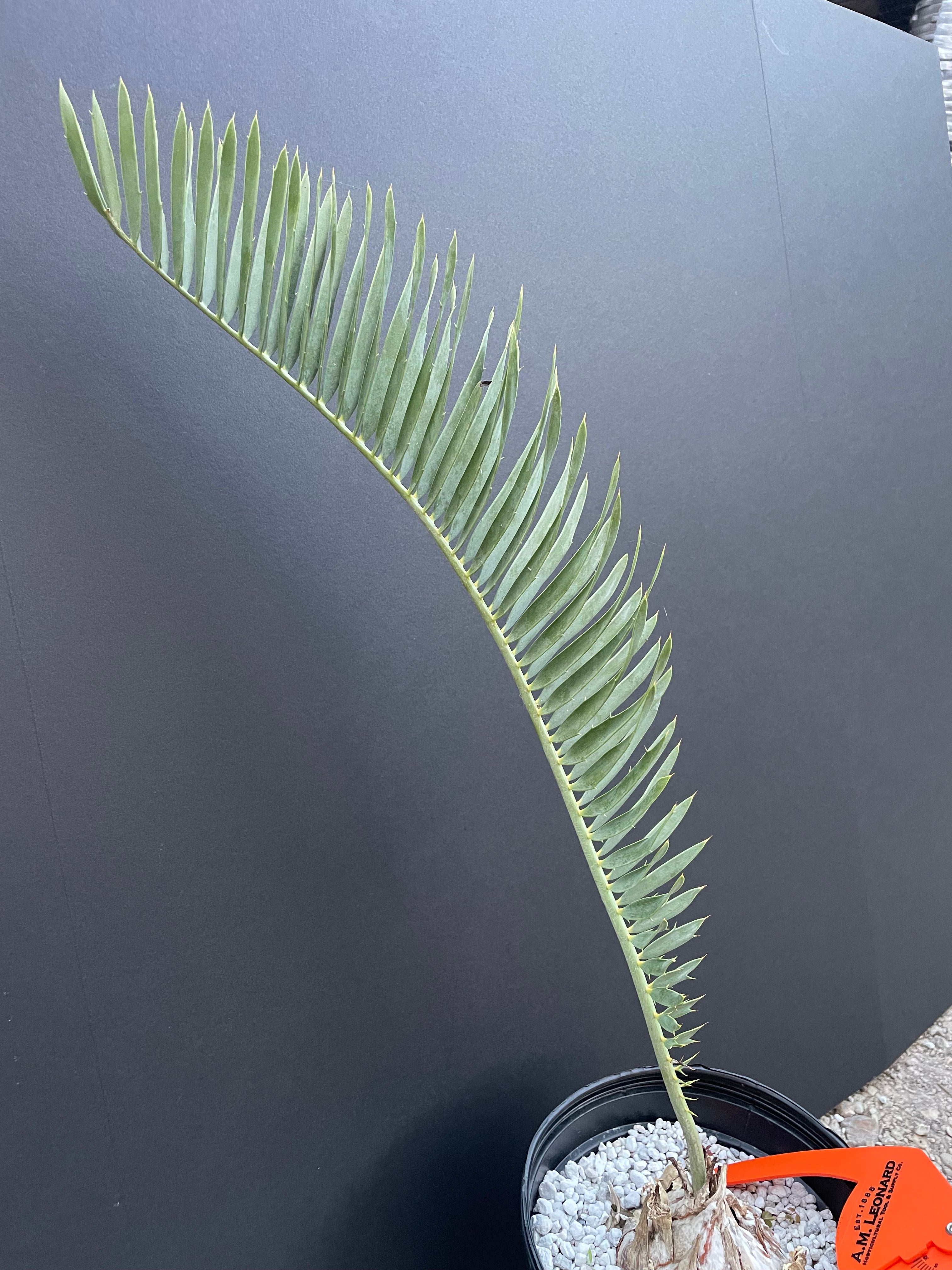 Encephalartos nubimontanus 'dolomitica'
