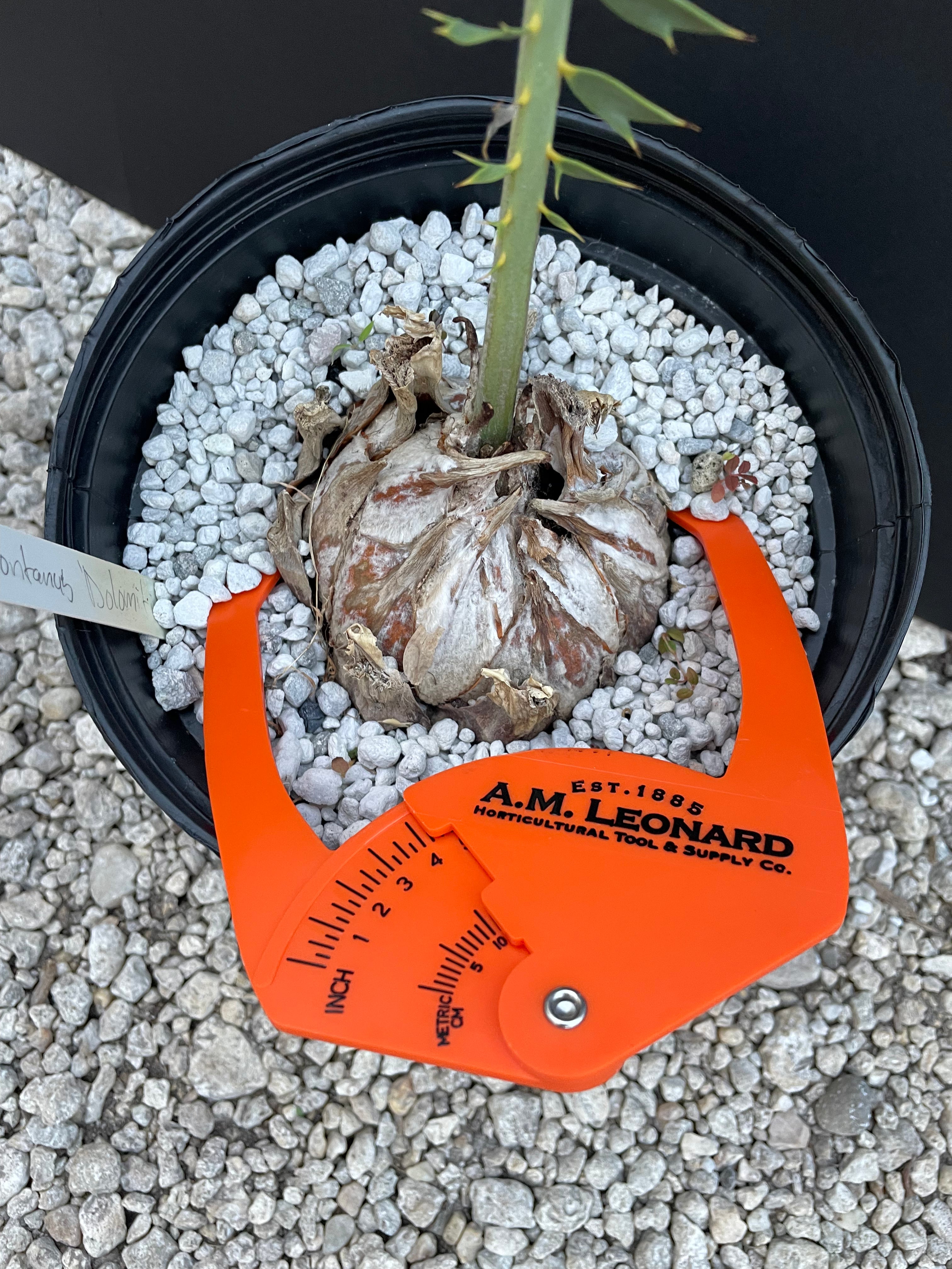 Encephalartos nubimontanus 'dolomitica'