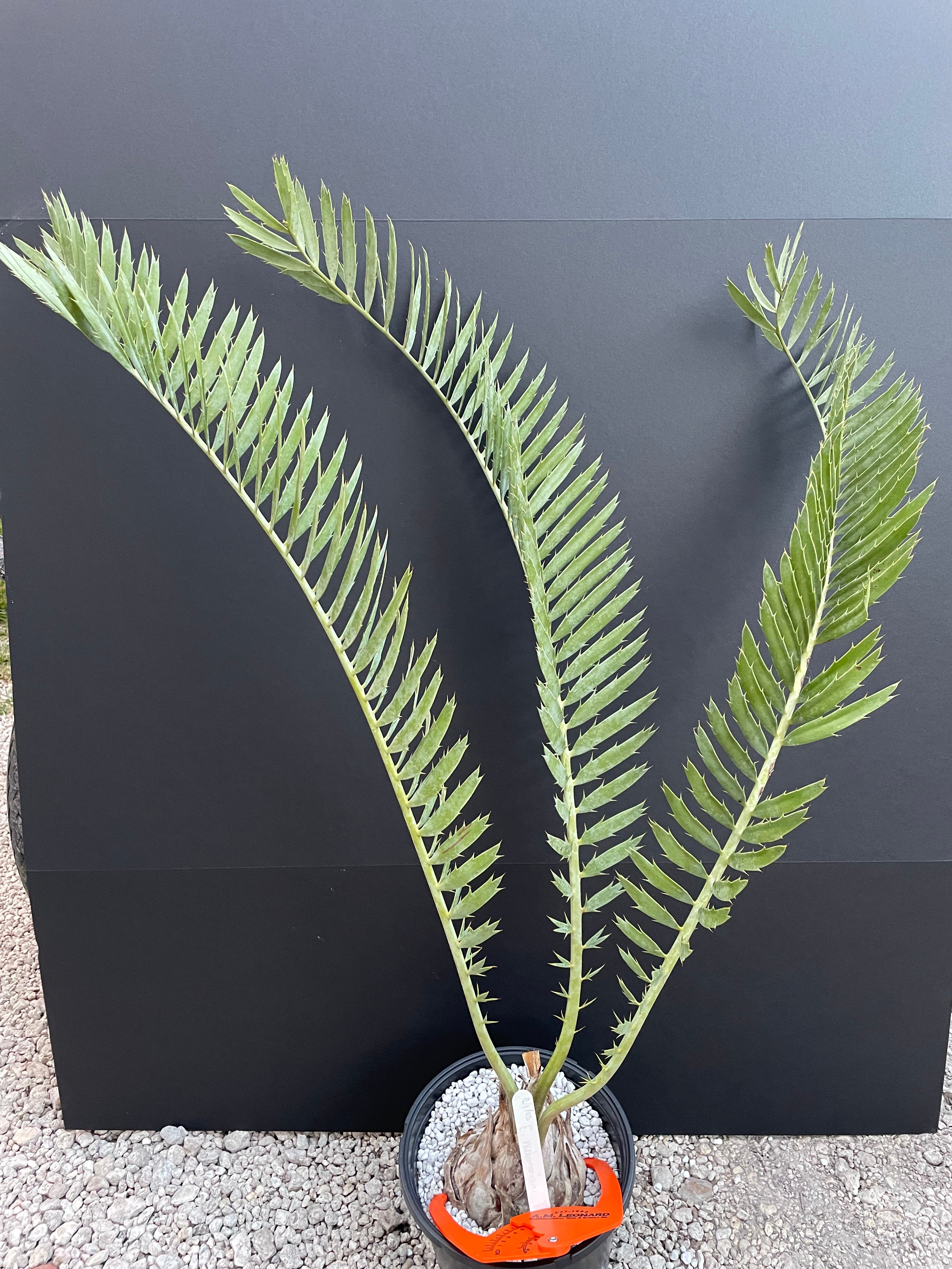 Encephalartos nubimontanus 'robusta' -CW5