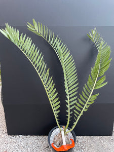 Encephalartos nubimontanus 'robusta' -CW5