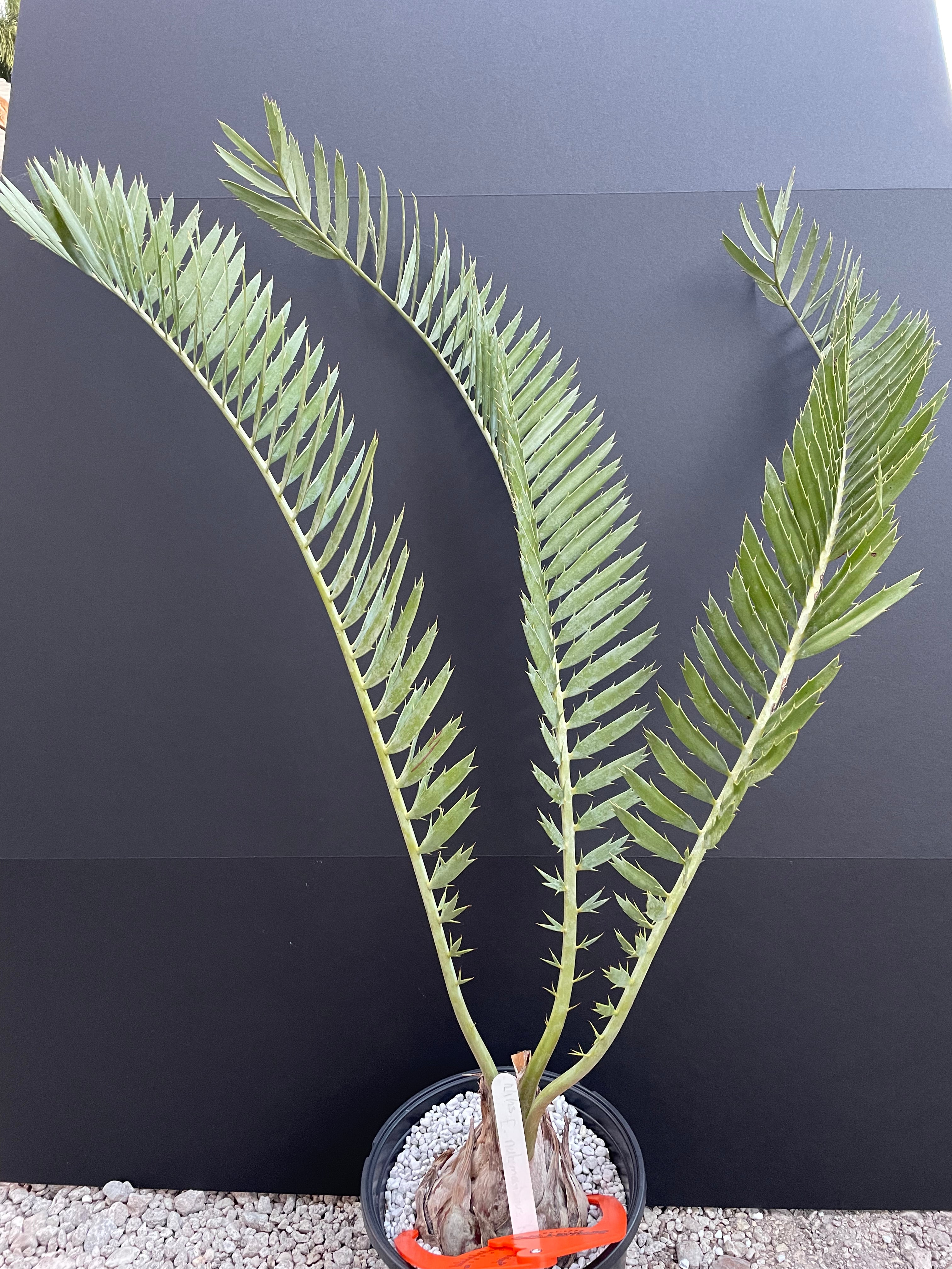 Encephalartos nubimontanus 'robusta' -CW5