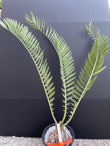 Encephalartos nubimontanus 'robusta' -CW5