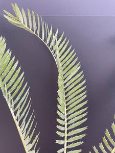 Encephalartos nubimontanus 'robusta' -CW5