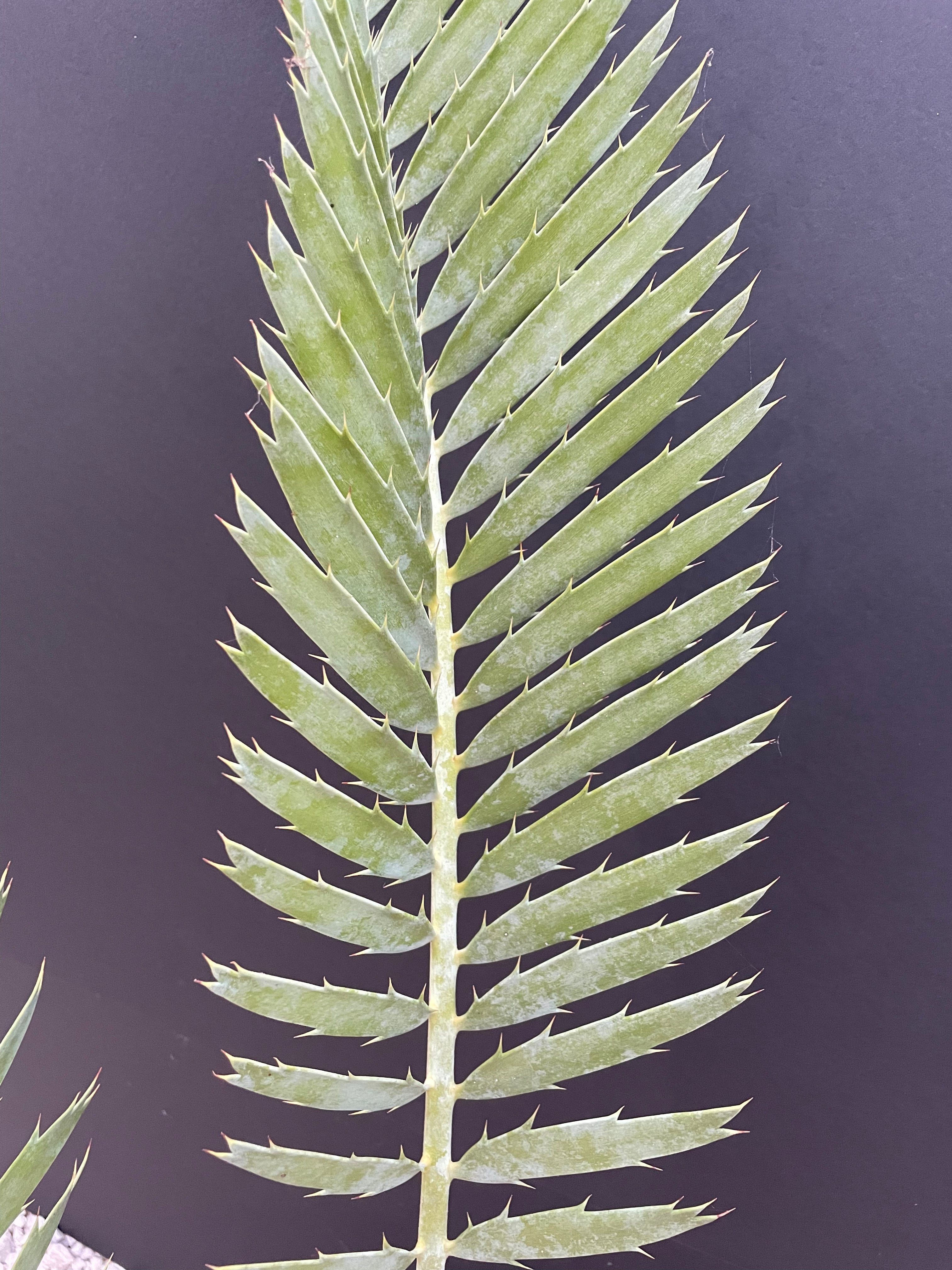 Encephalartos nubimontanus 'robusta' -CW5