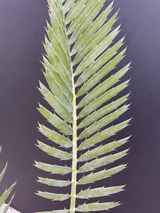 Encephalartos nubimontanus 'robusta' -CW5
