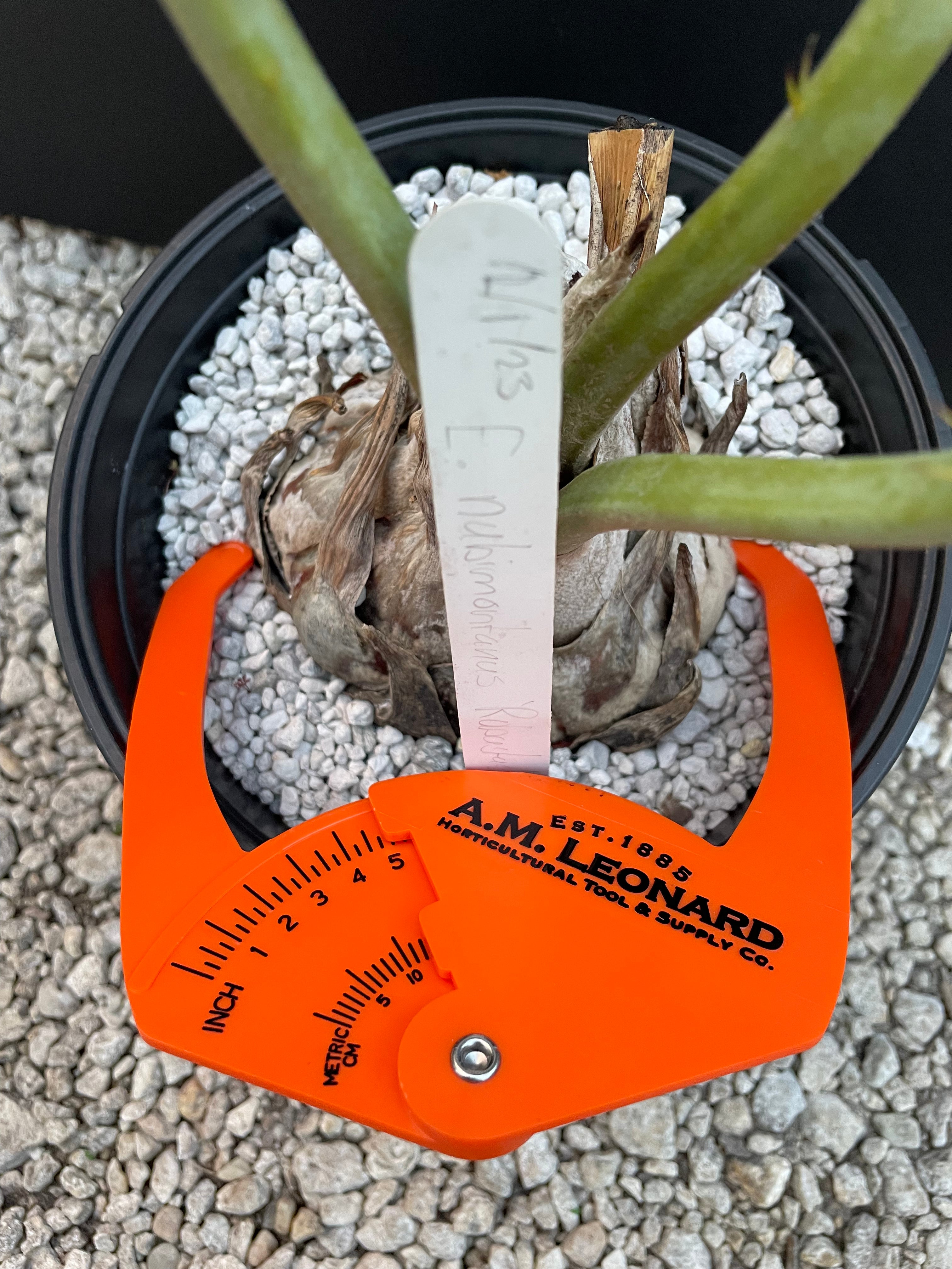 Encephalartos nubimontanus 'robusta' -CW5