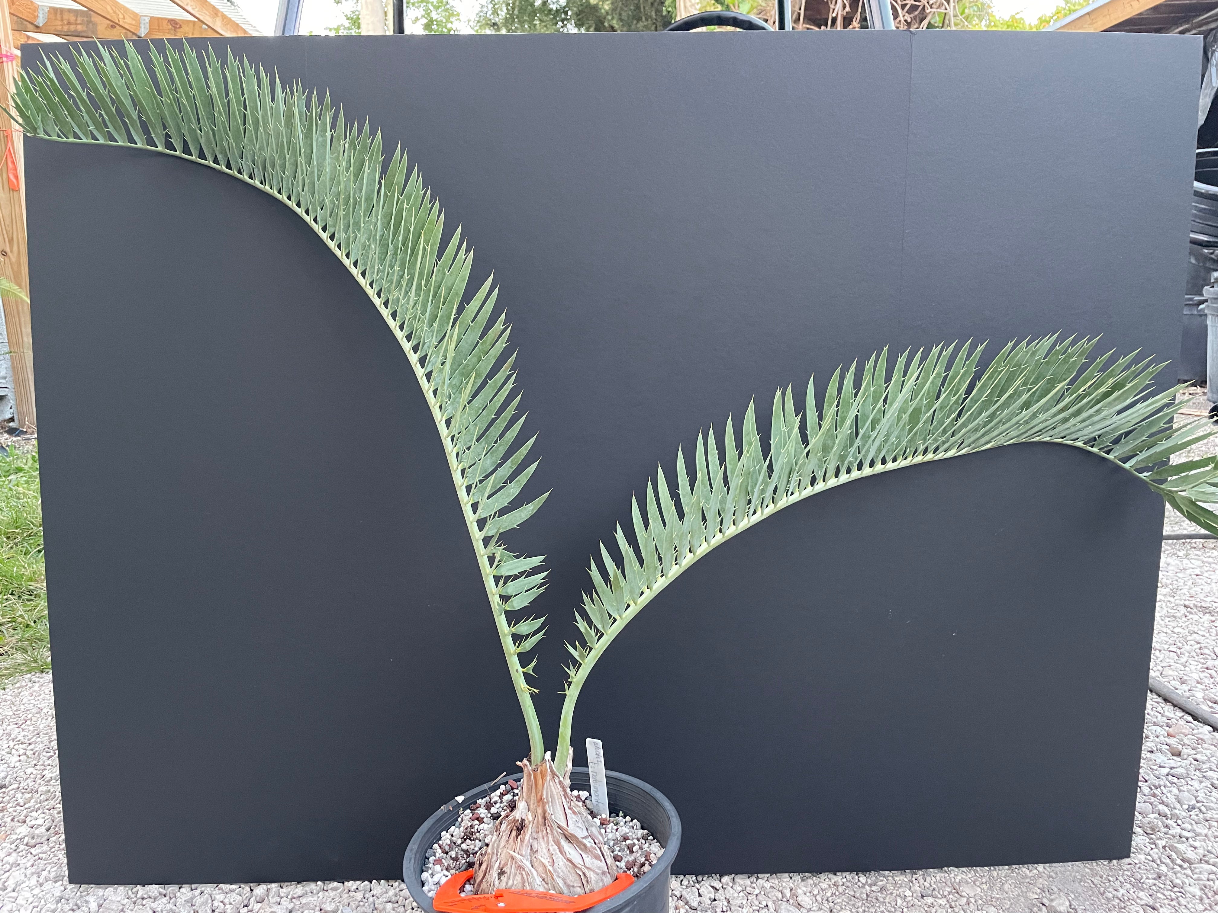 Encephalartos nubimontanus