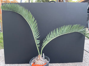 Encephalartos nubimontanus