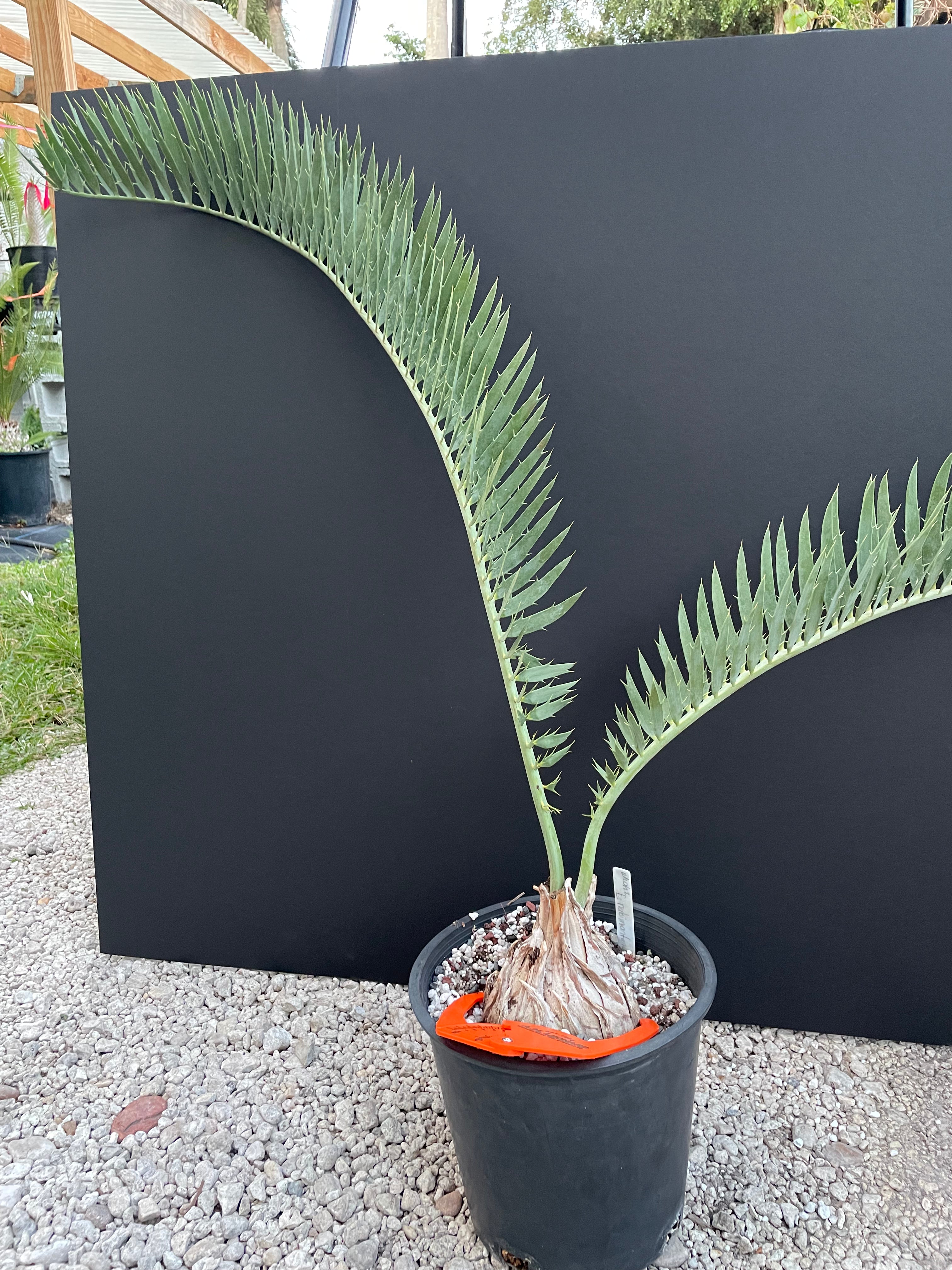 Encephalartos nubimontanus