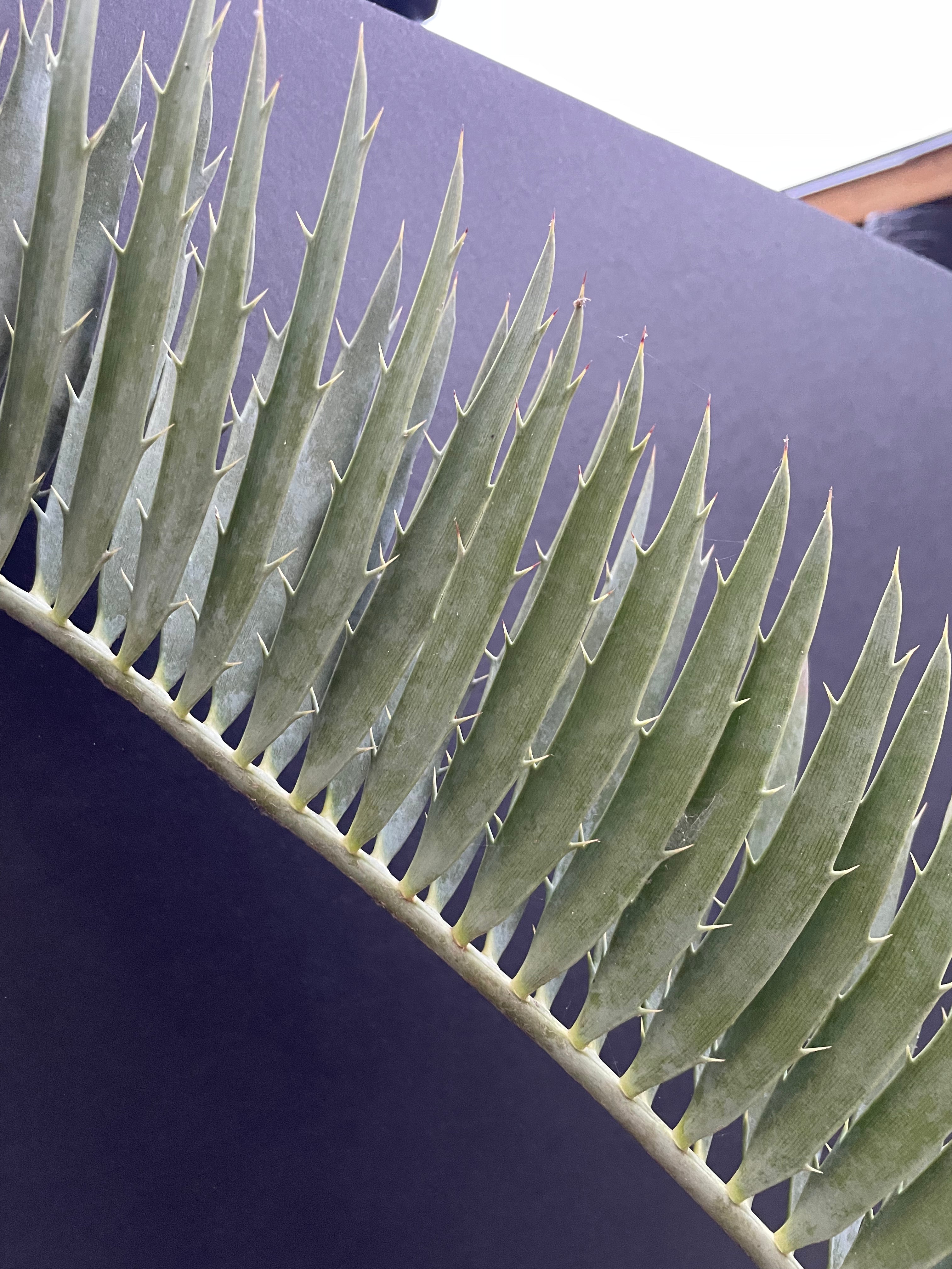 Encephalartos nubimontanus