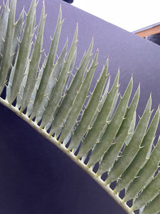 Encephalartos nubimontanus