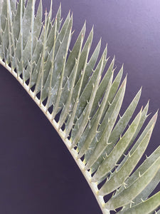 Encephalartos nubimontanus