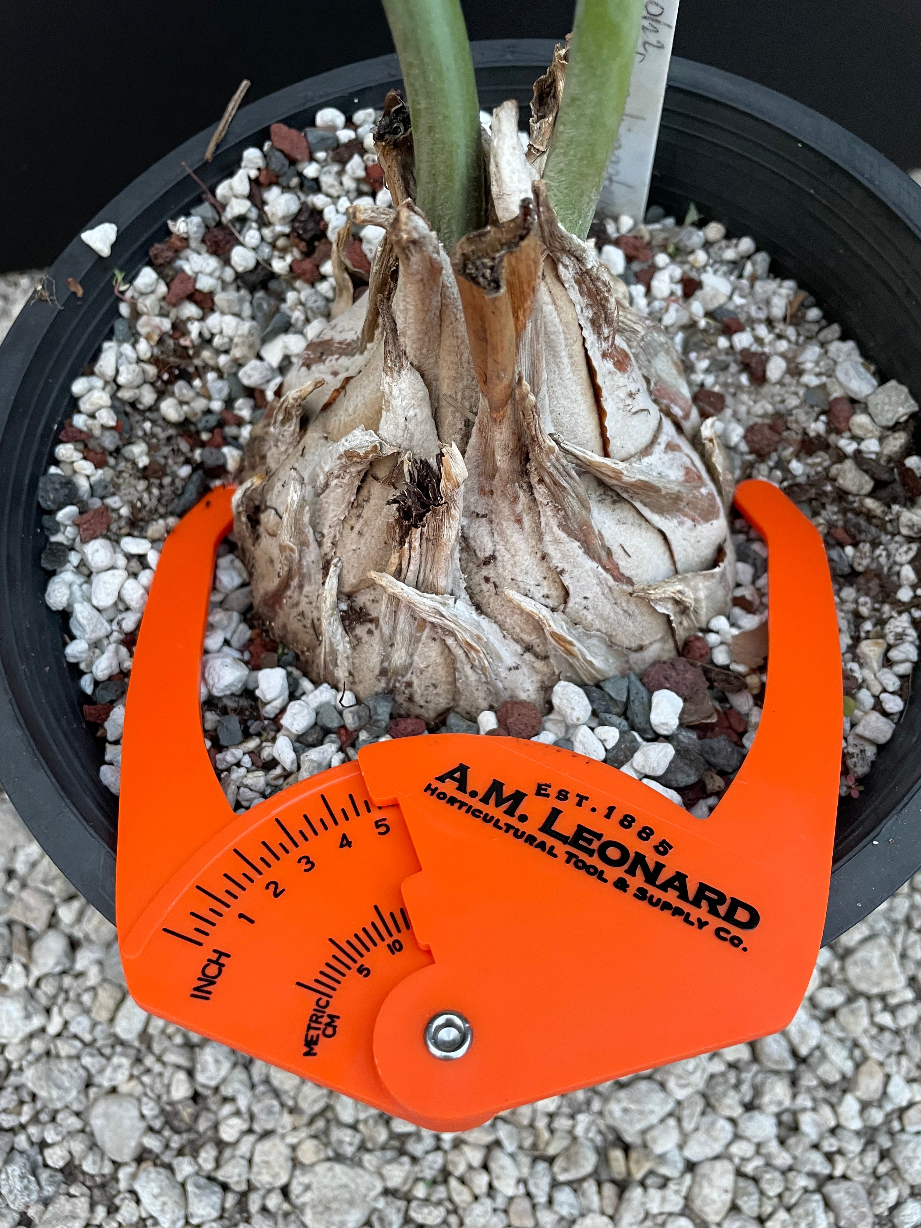 Encephalartos nubimontanus