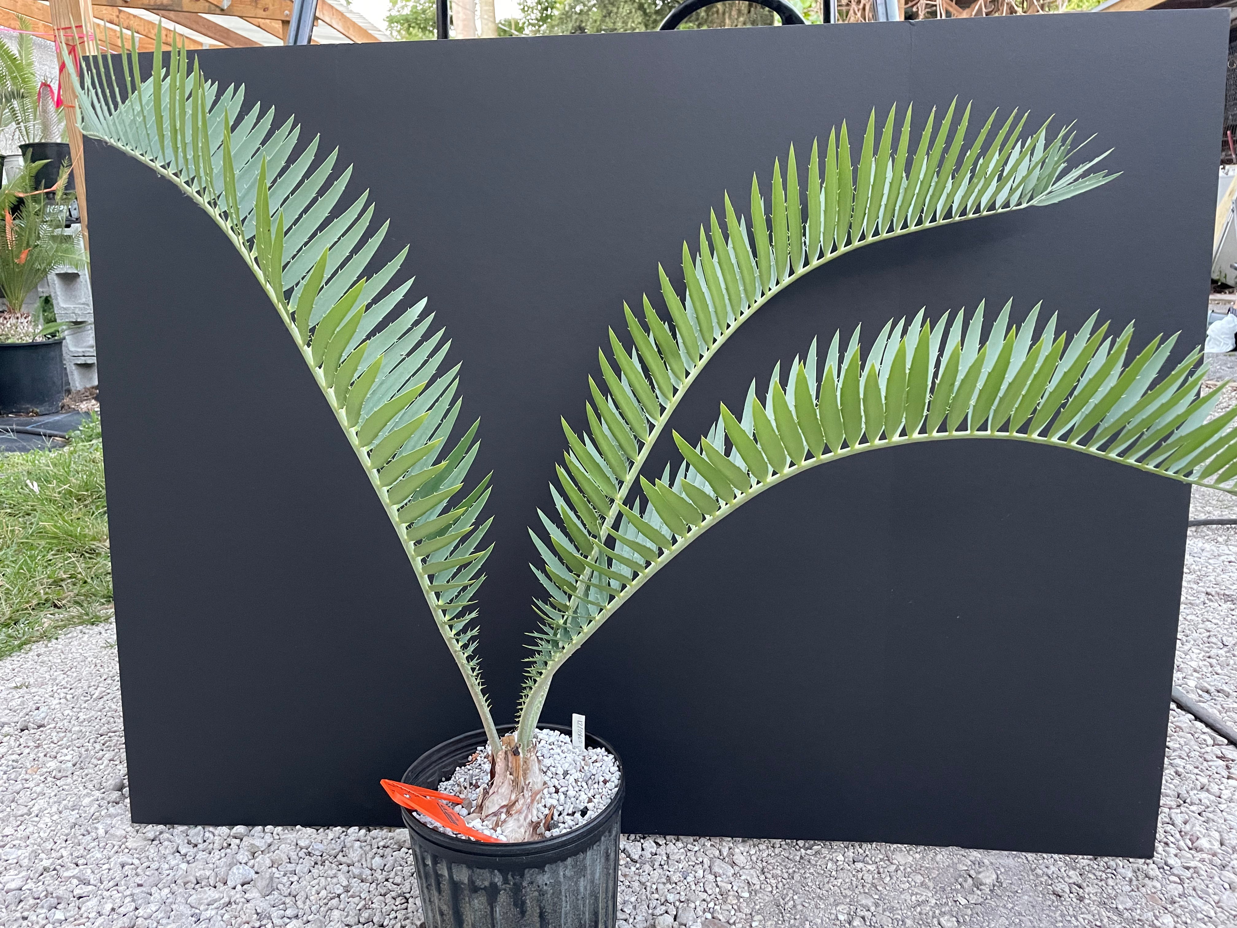 Encephalartos nubimontanus 'munchii form'