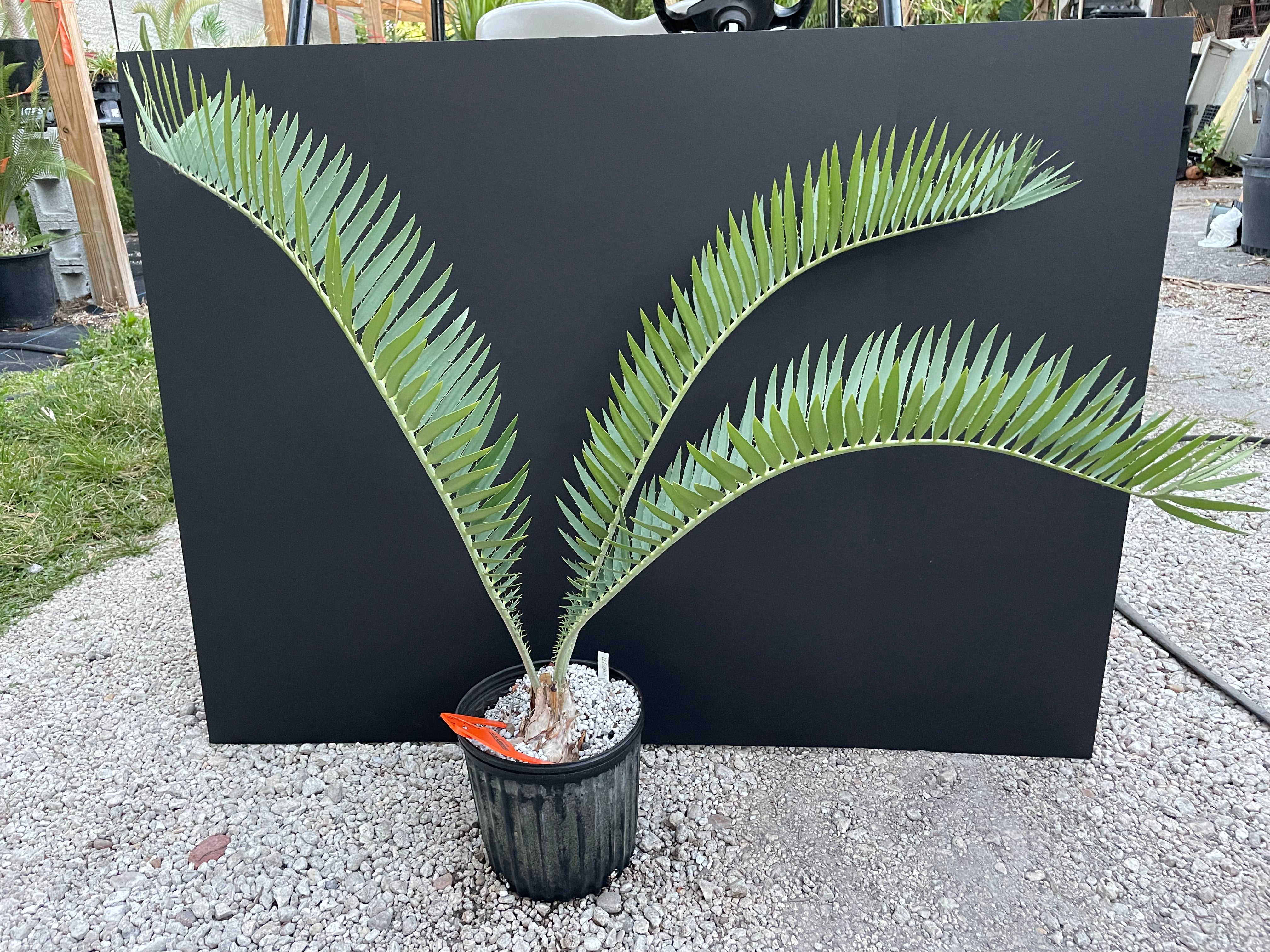 Encephalartos nubimontanus 'munchii form'