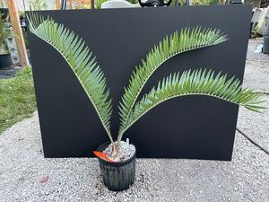 Encephalartos nubimontanus 'munchii form'