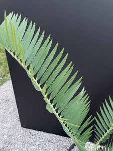 Encephalartos nubimontanus 'munchii form'
