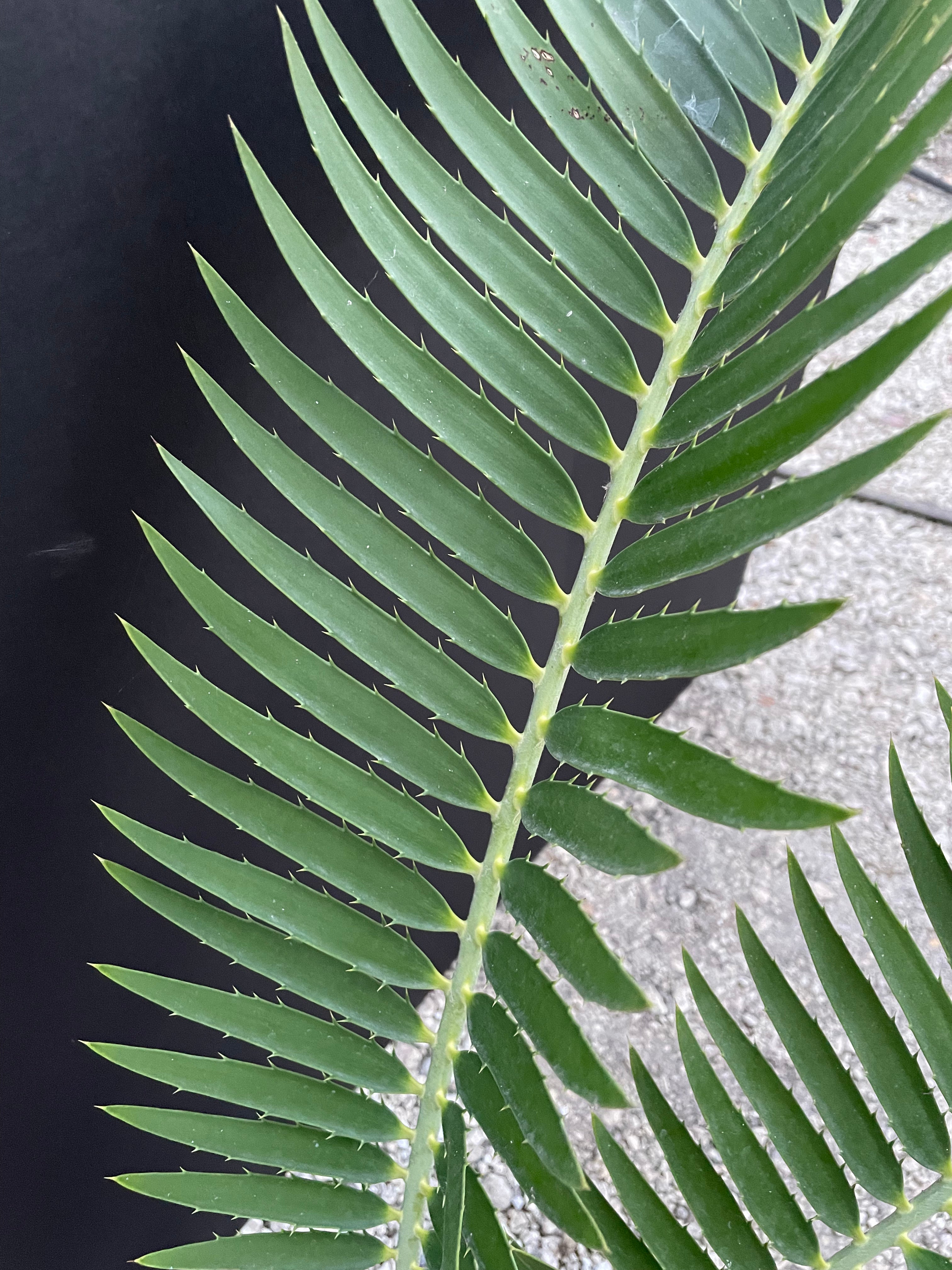 Encephalartos nubimontanus 'munchii form'