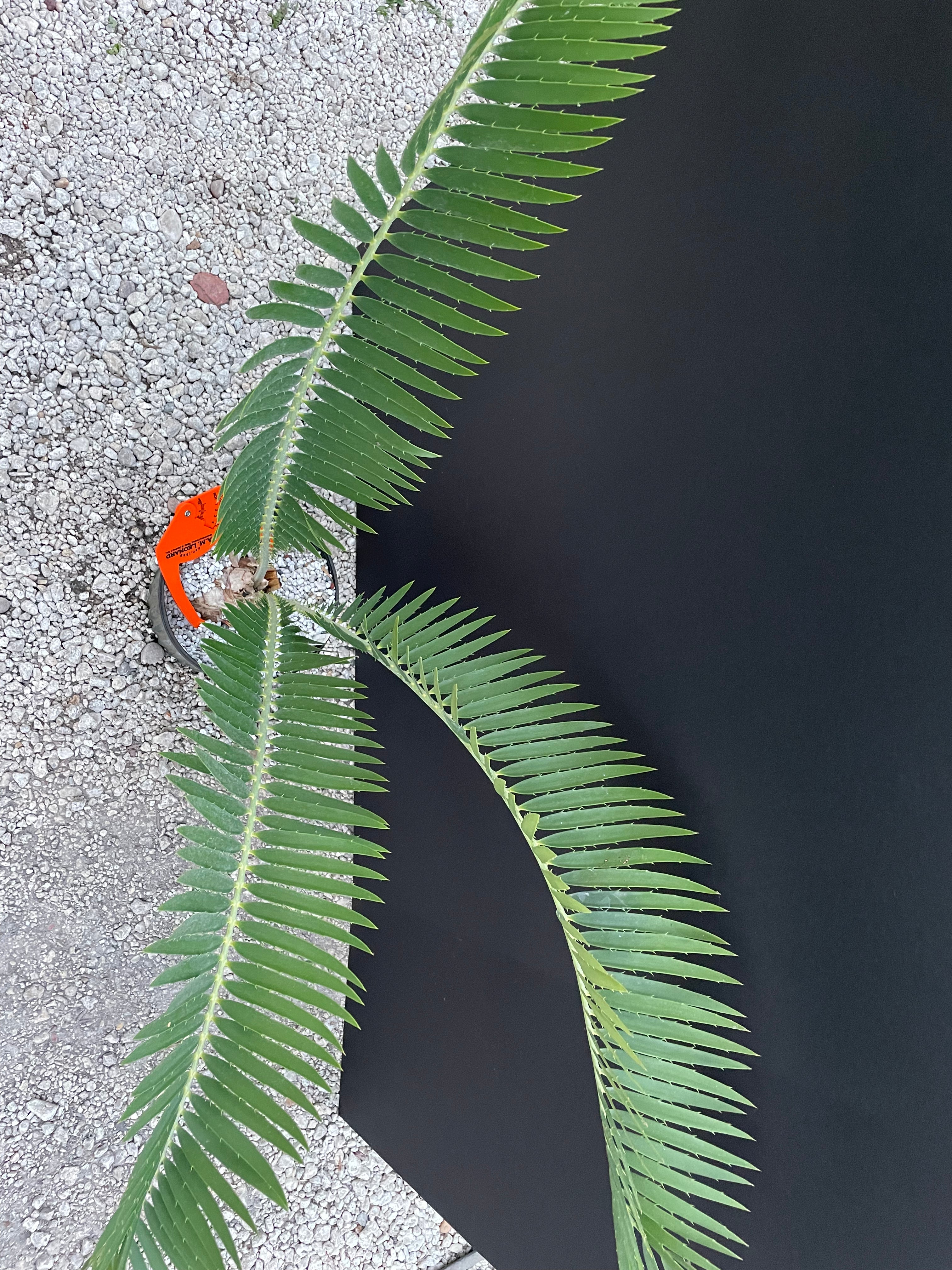 Encephalartos nubimontanus 'munchii form'