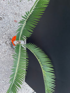 Encephalartos nubimontanus 'munchii form'