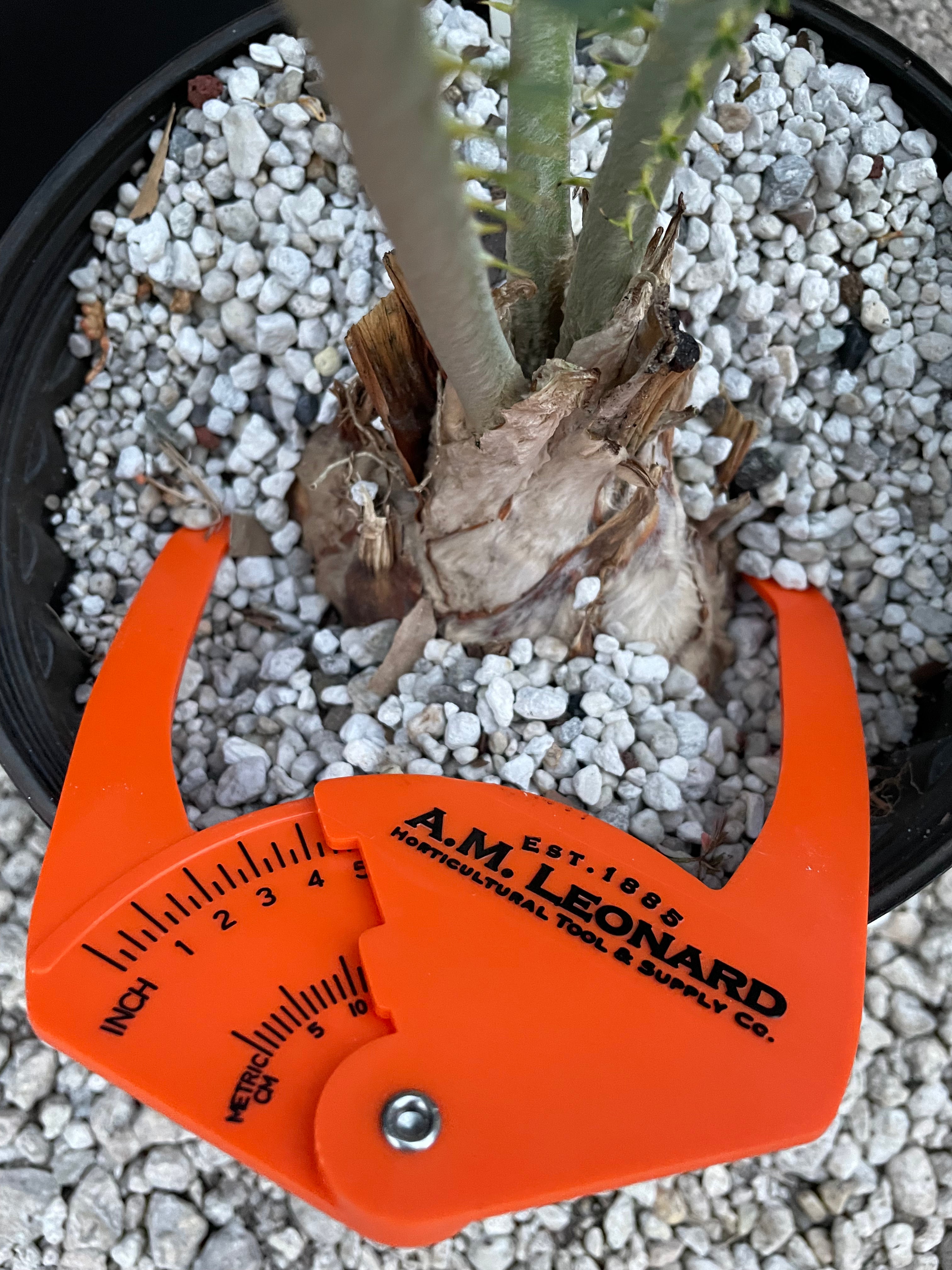 Encephalartos nubimontanus 'munchii form'