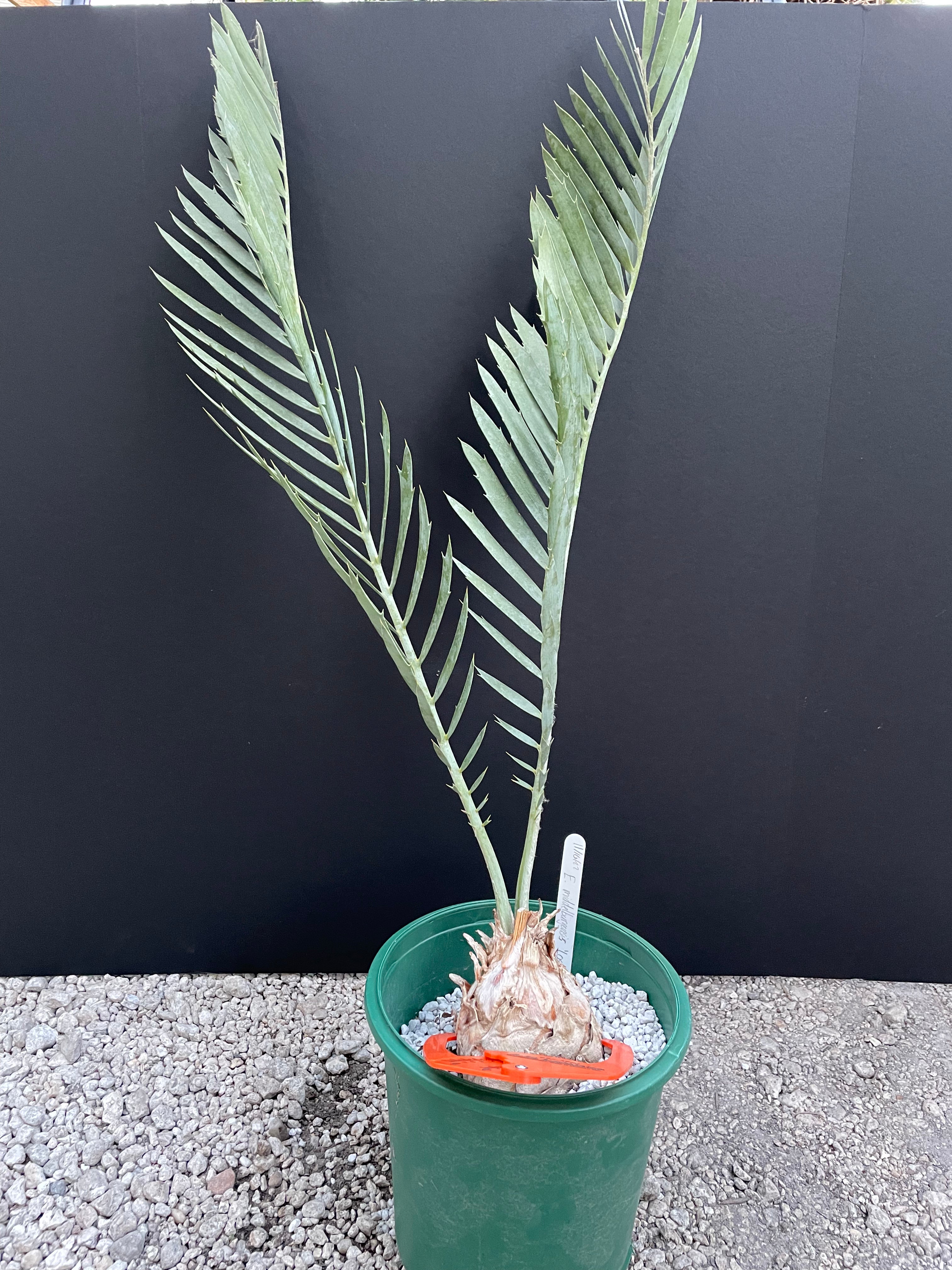 Encephalartos middelburgensis 'loskop'