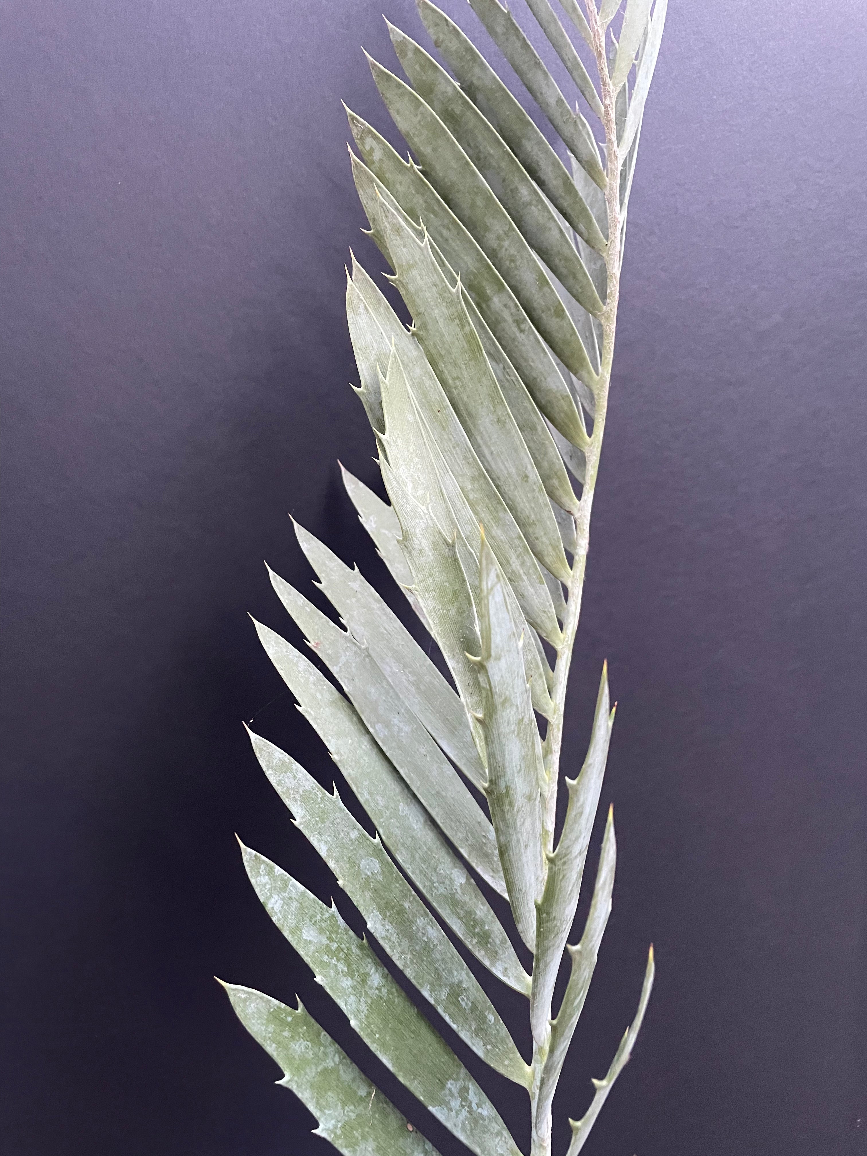 Encephalartos middelburgensis 'loskop'
