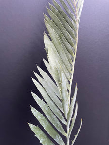 Encephalartos middelburgensis 'loskop'