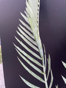 Encephalartos middelburgensis 'loskop'