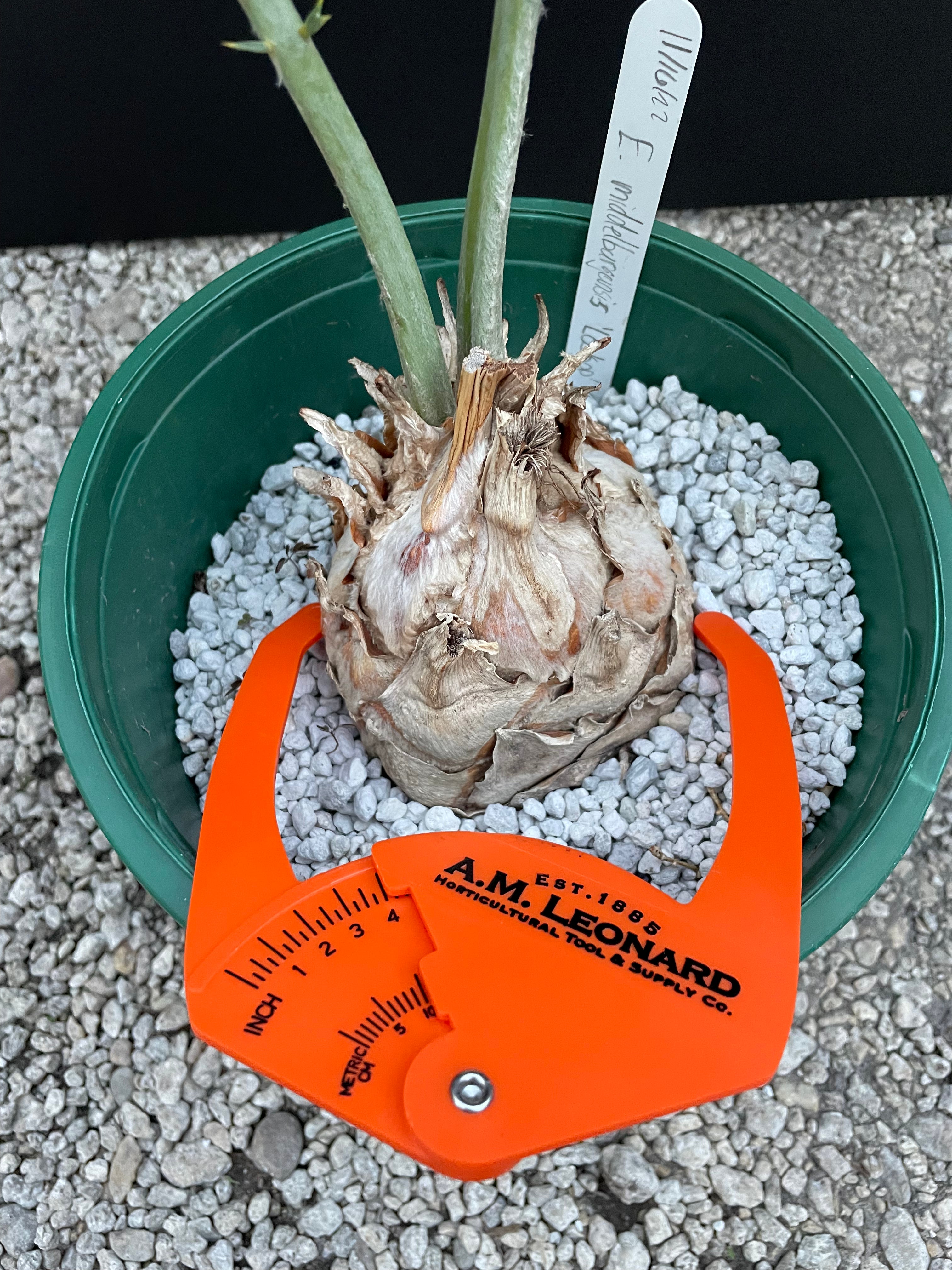 Encephalartos middelburgensis 'loskop'