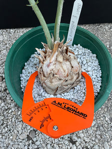 Encephalartos middelburgensis 'loskop'