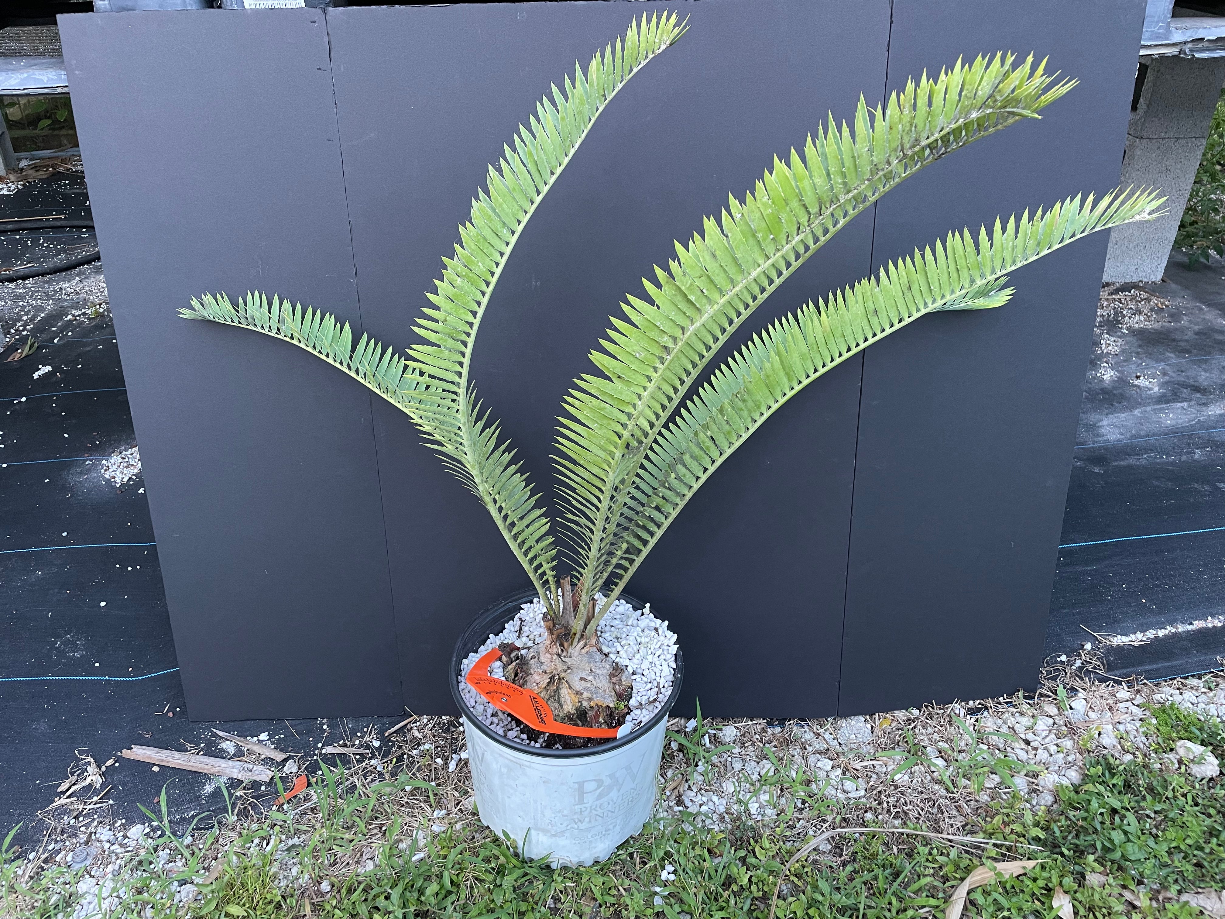 Encephalartos munchii