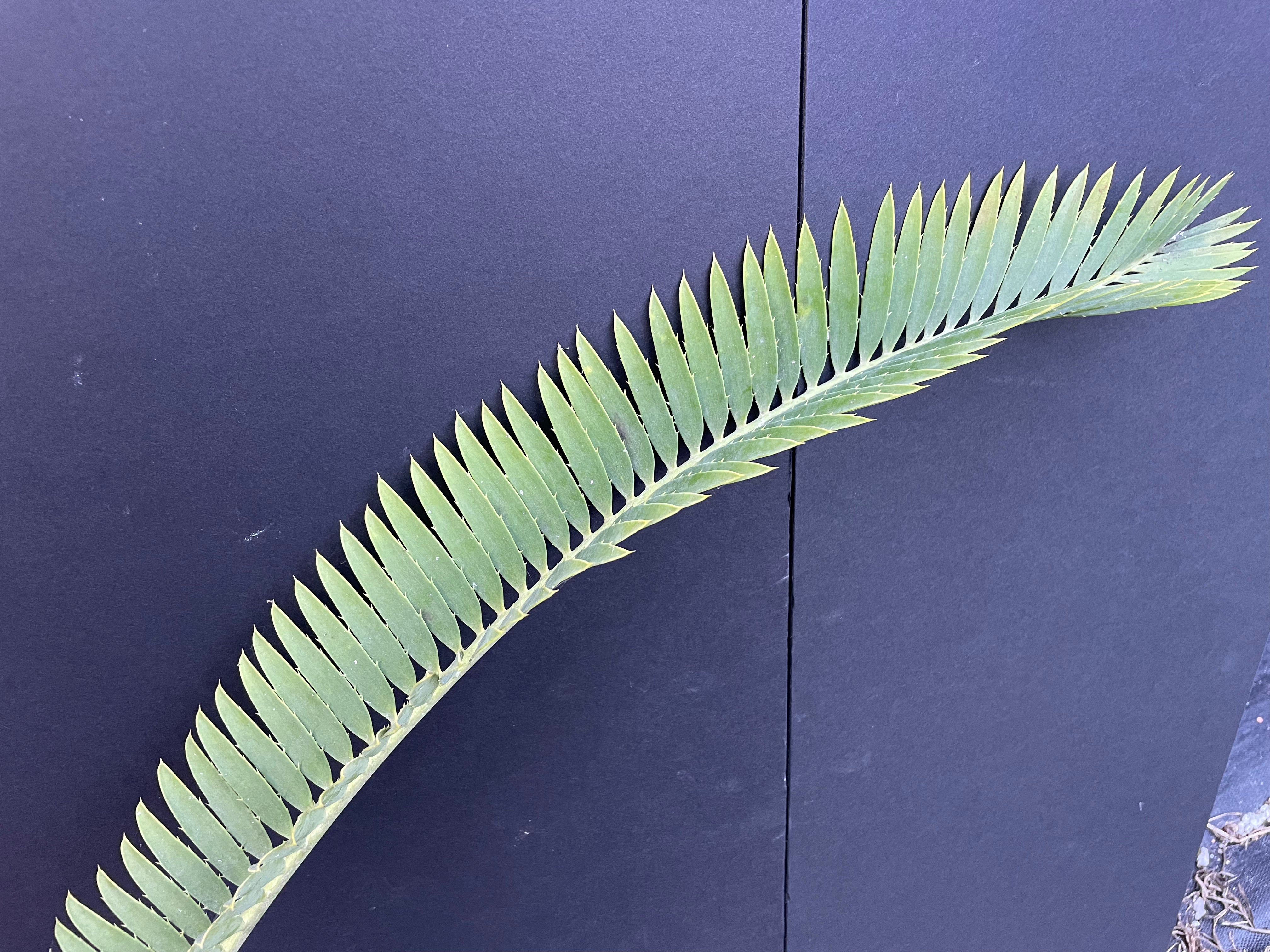 Encephalartos munchii