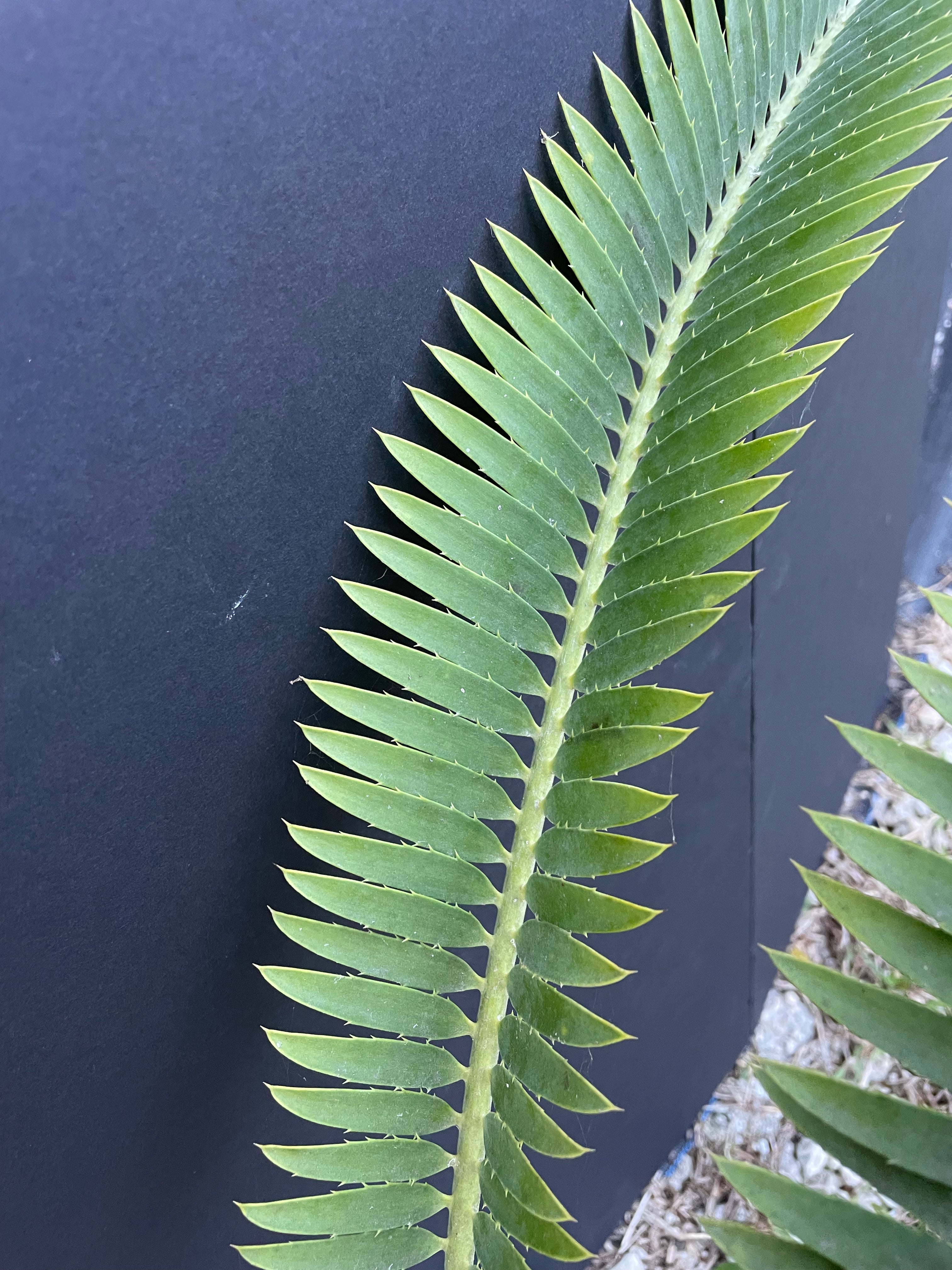 Encephalartos munchii