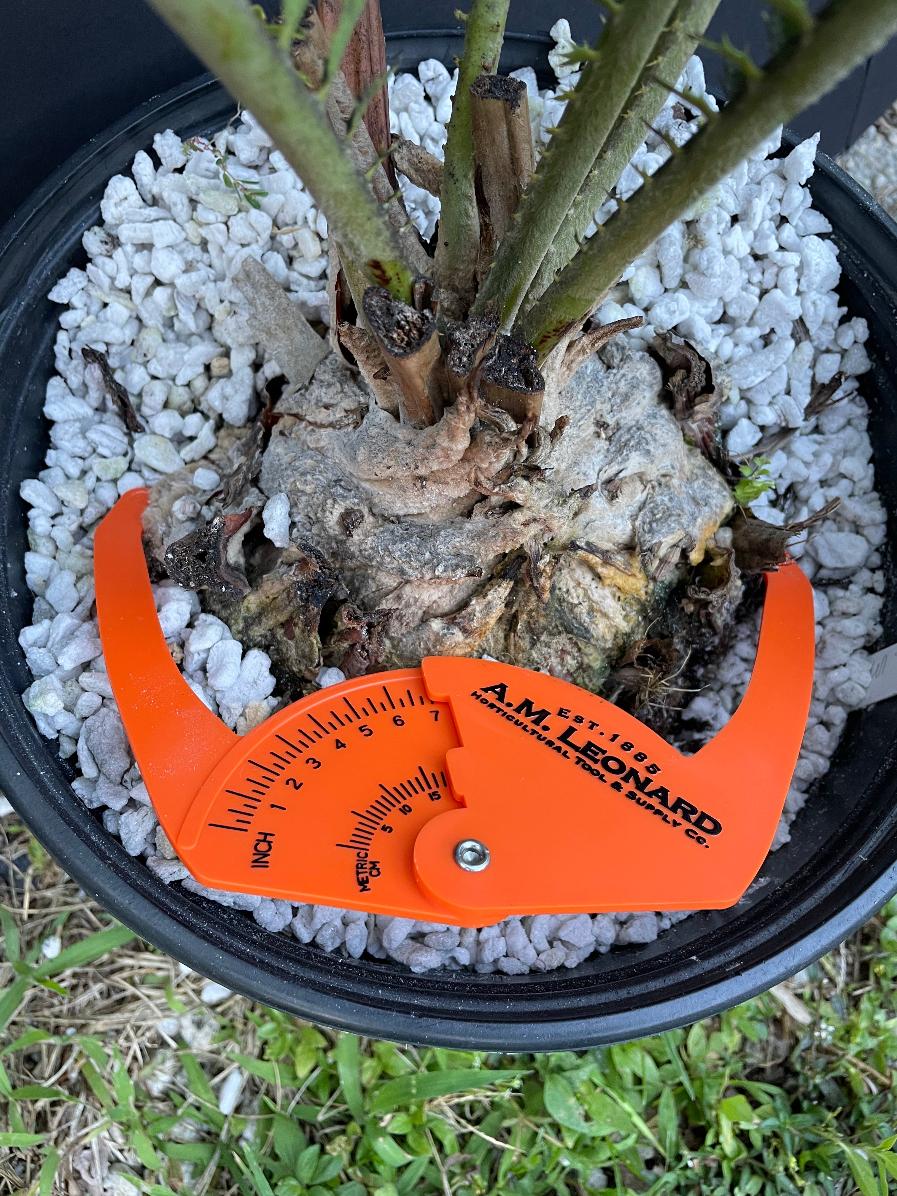 Encephalartos munchii
