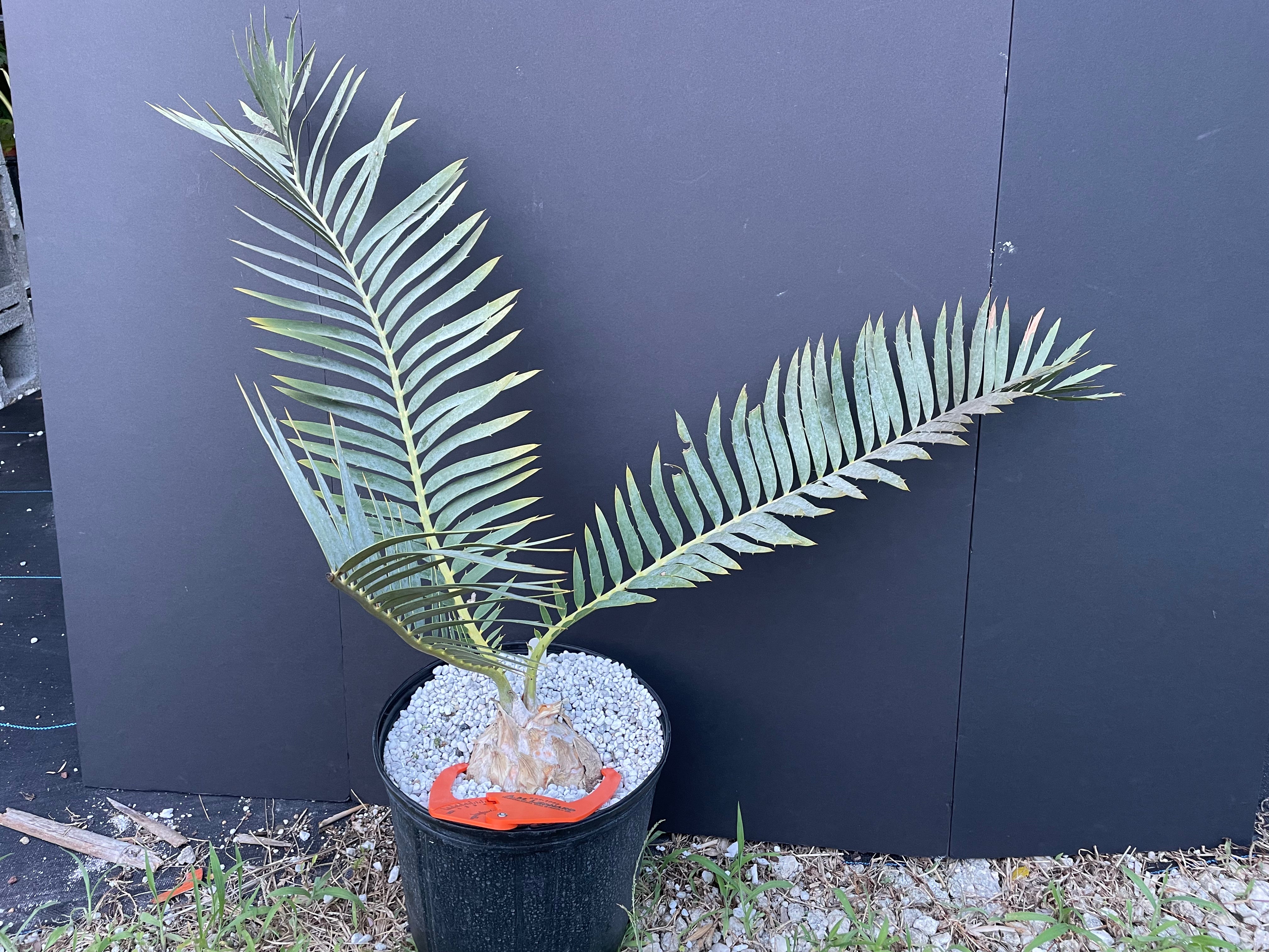 Encephalartos dyerianus