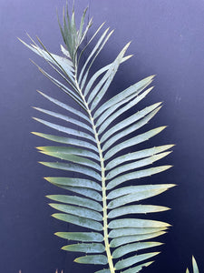 Encephalartos dyerianus