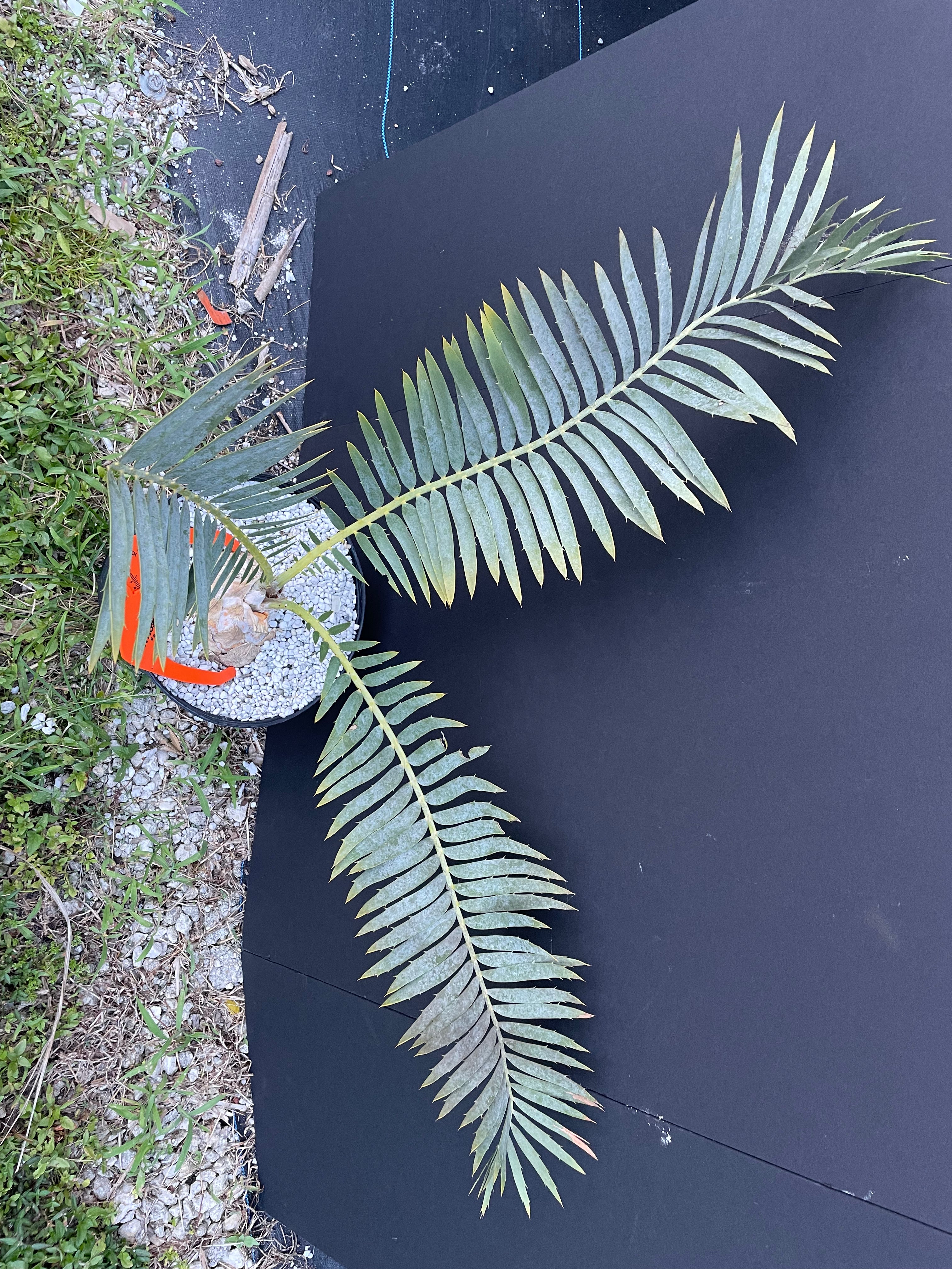 Encephalartos dyerianus