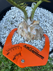 Encephalartos dyerianus