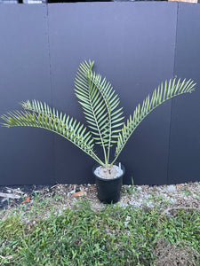 Encephalartos princeps