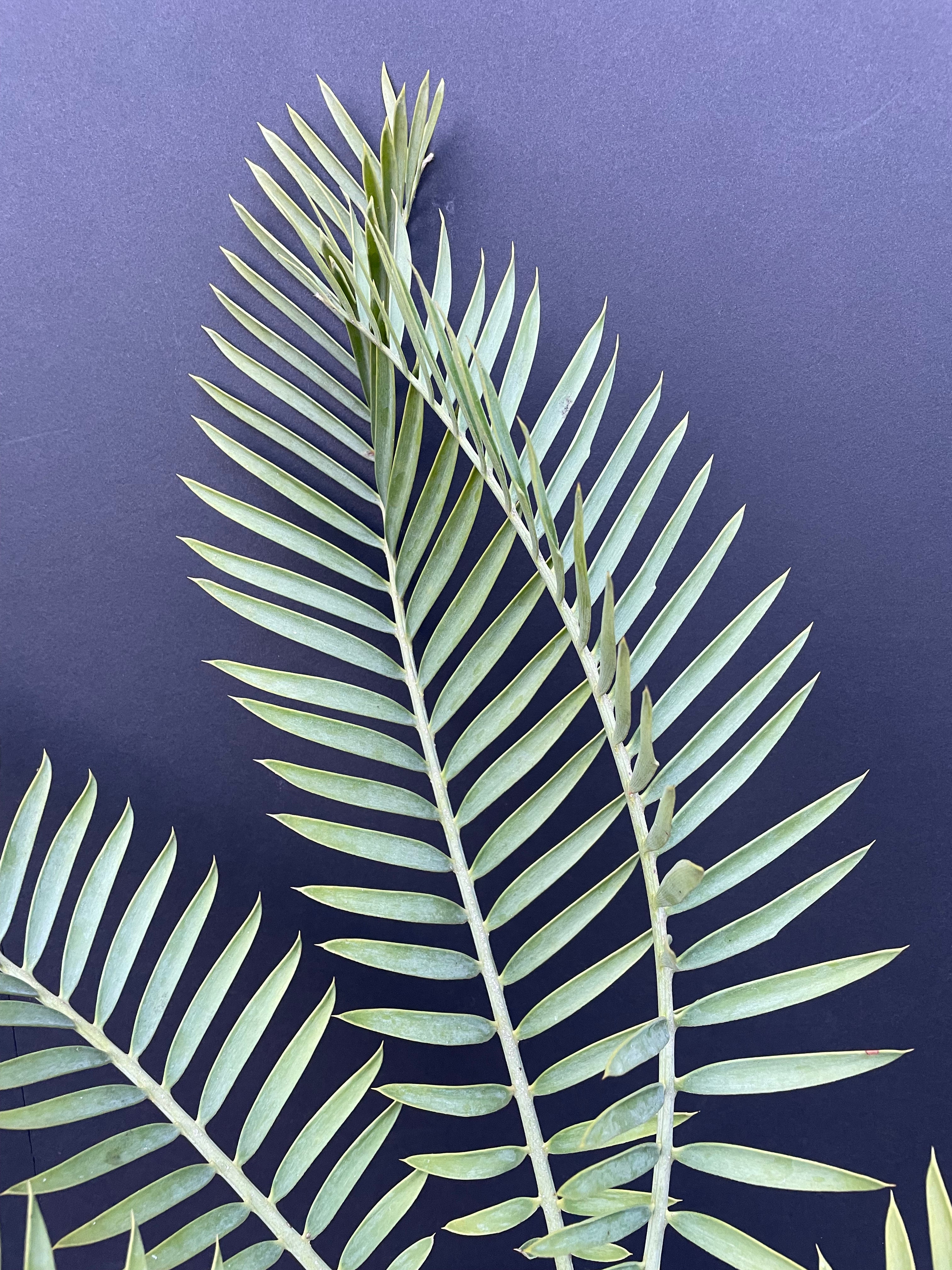 Encephalartos princeps