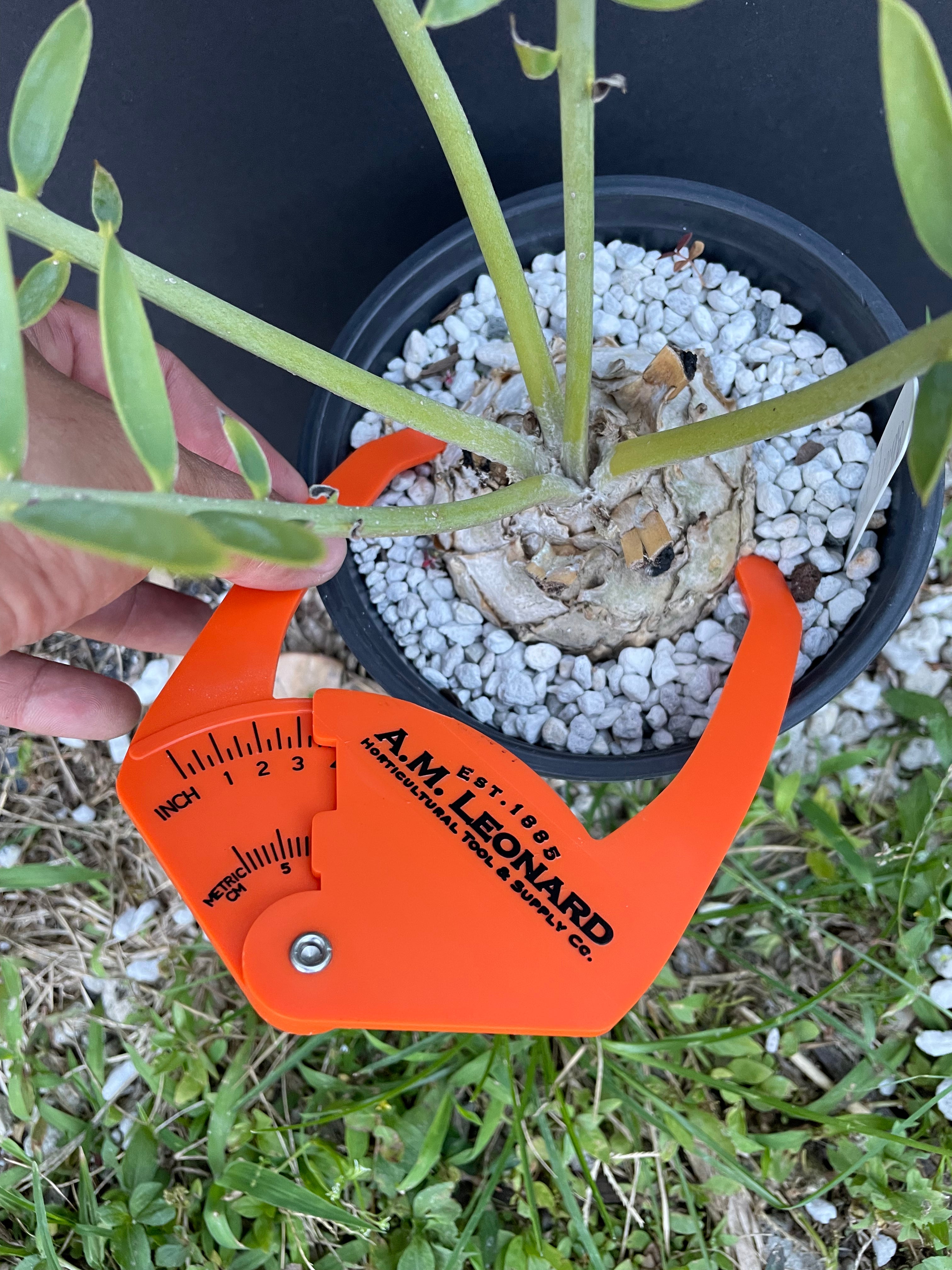 Encephalartos princeps