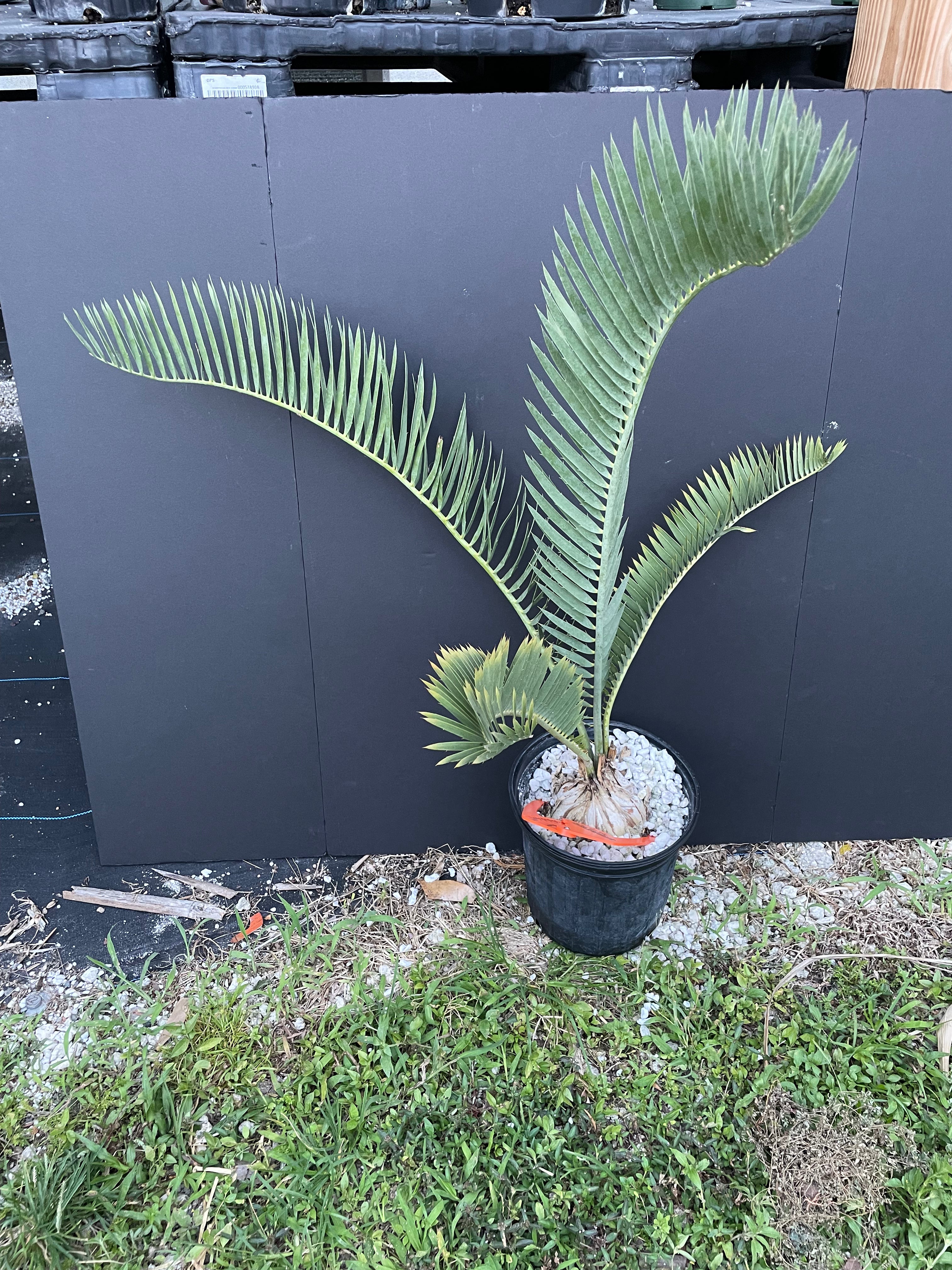 Encephalartos nubimontanus 'dolomitica'