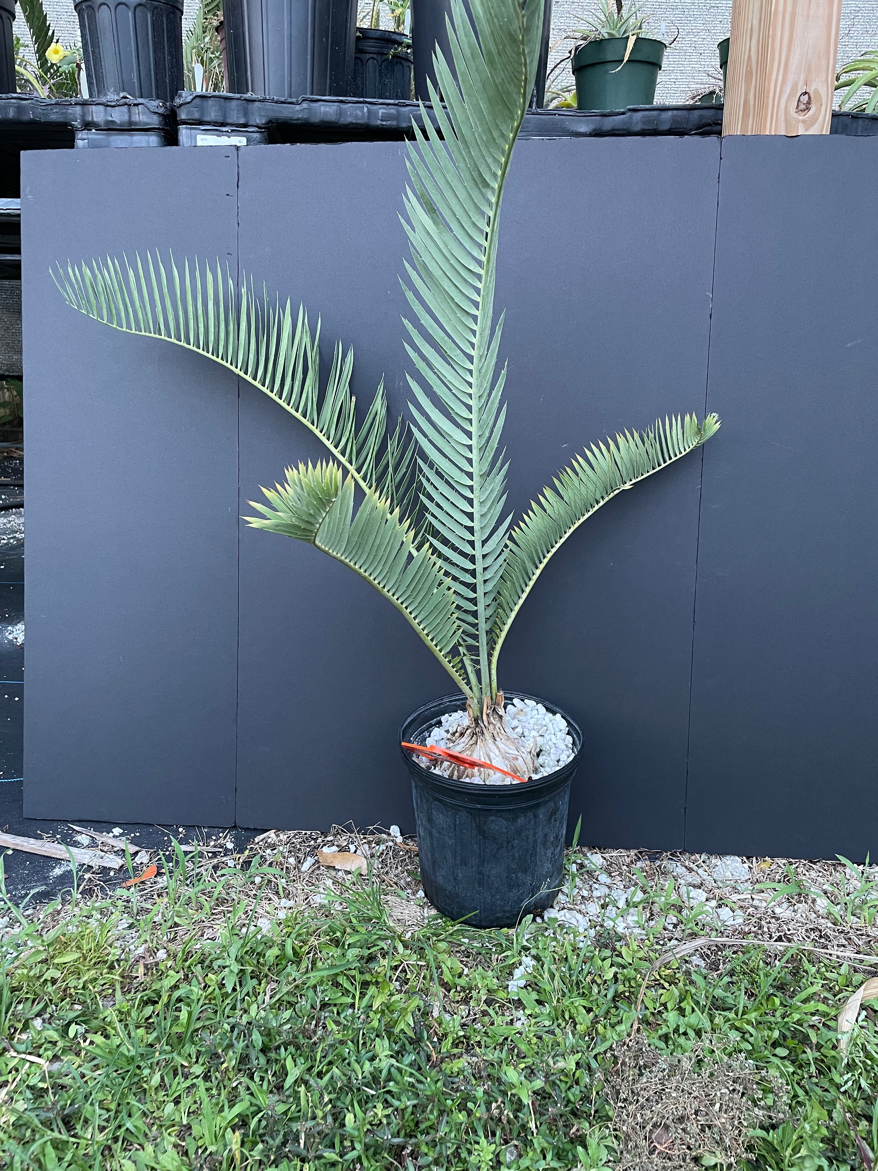 Encephalartos nubimontanus 'dolomitica'